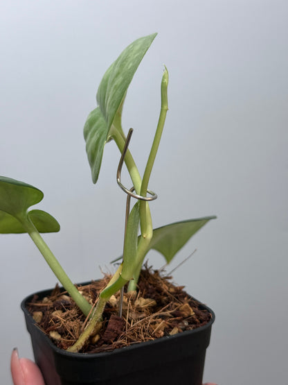 スキンダプサス エリンダ / Scindapsus Erlinda (3)