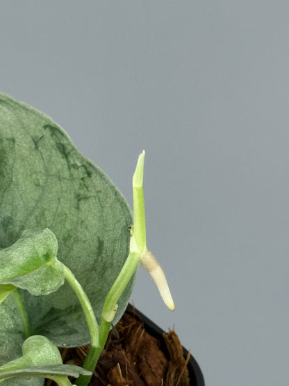 スキンダプサス ウィアード / Scindapsus Weirdo (2)