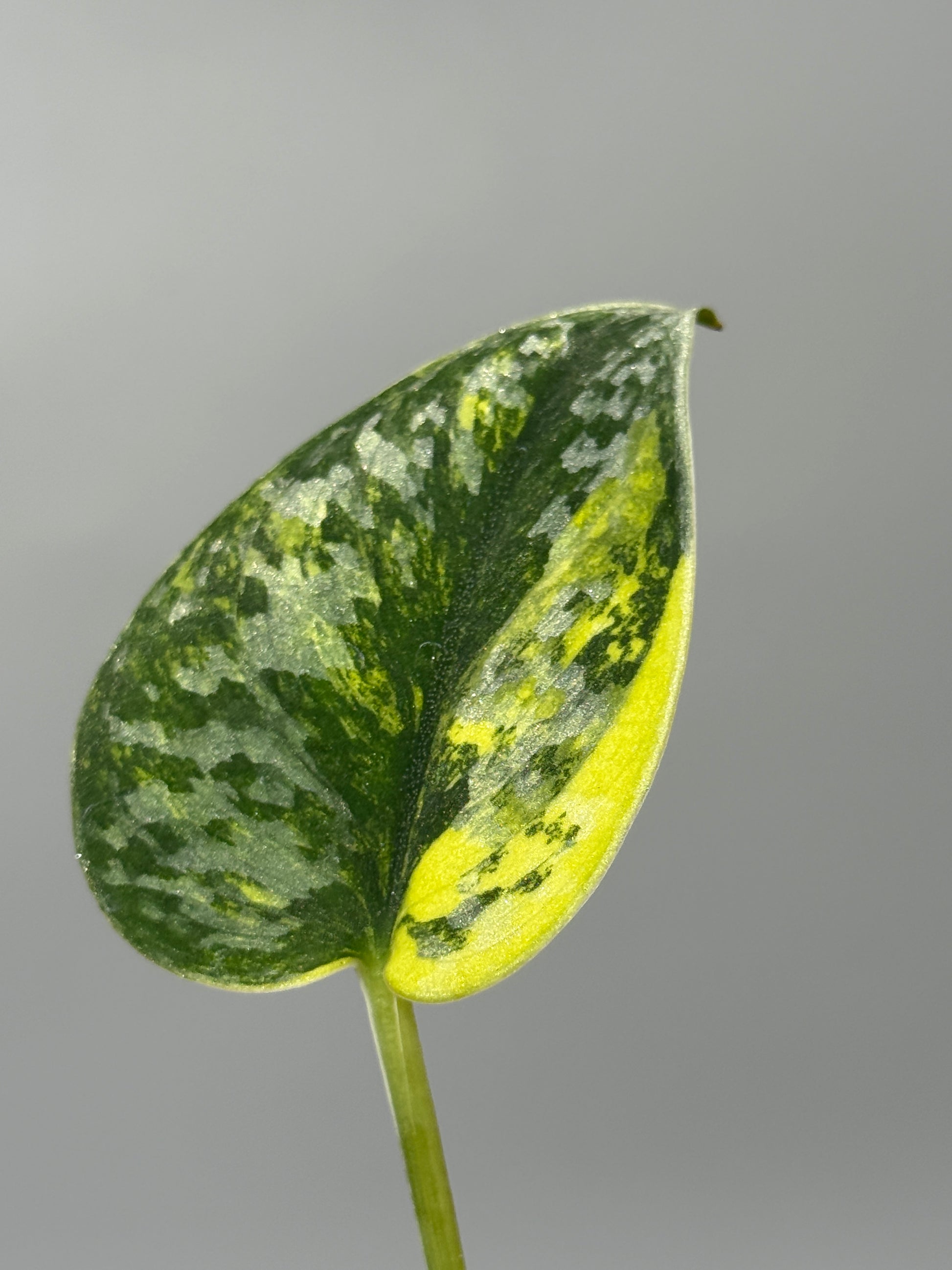スキンダプサス グリーン ダイヤモンド / Scindapsus Green diamond (1)