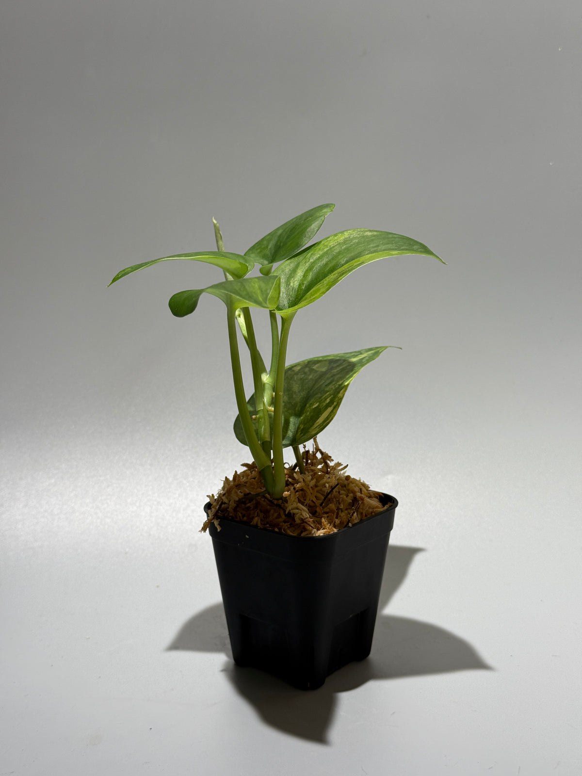スキンダプサス エキゾチカ イエロームーン  / Scindapsus Exotica yellow moon (1)