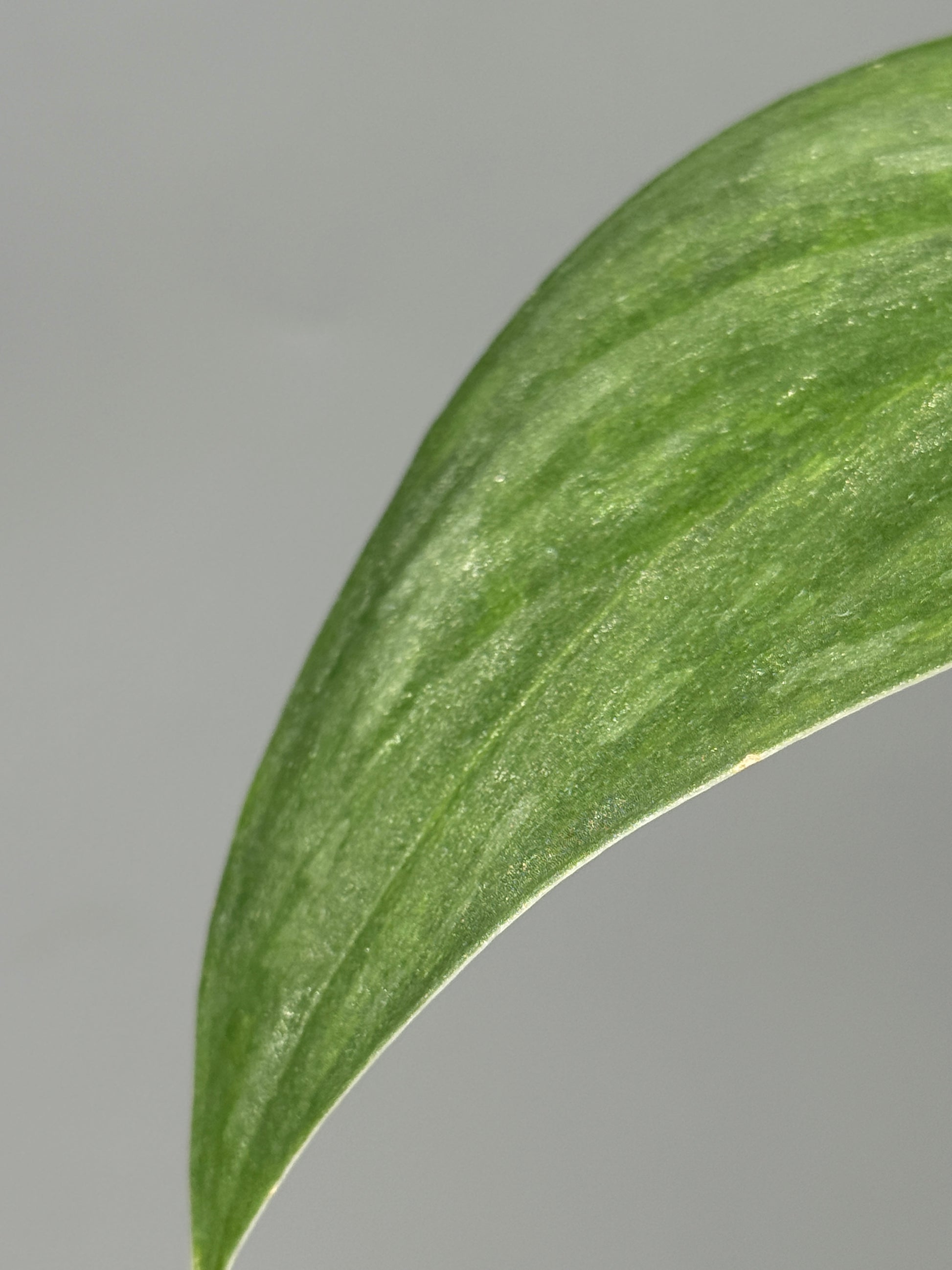 スキンダプサス グリーン エメラルド / Scindapsus green emerald (1)