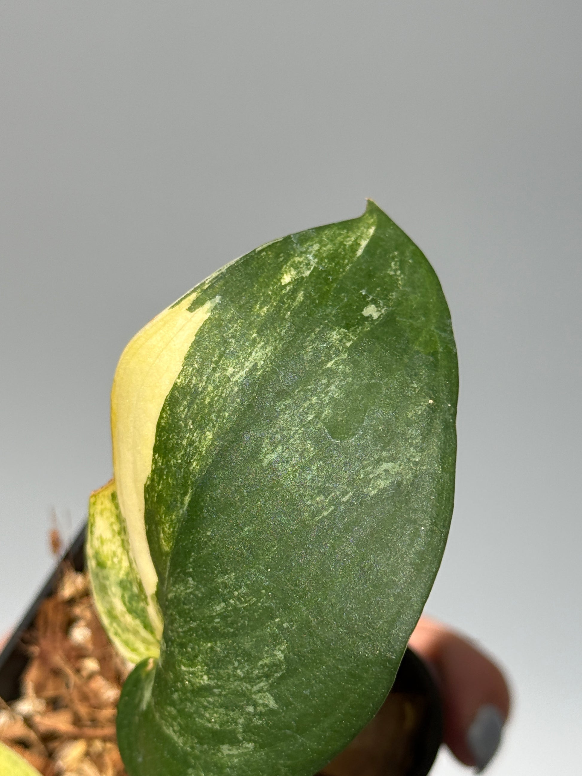 スキンダプサス ジェイドサテン オーレア  / Scindapsus jadesatin aurea (1)