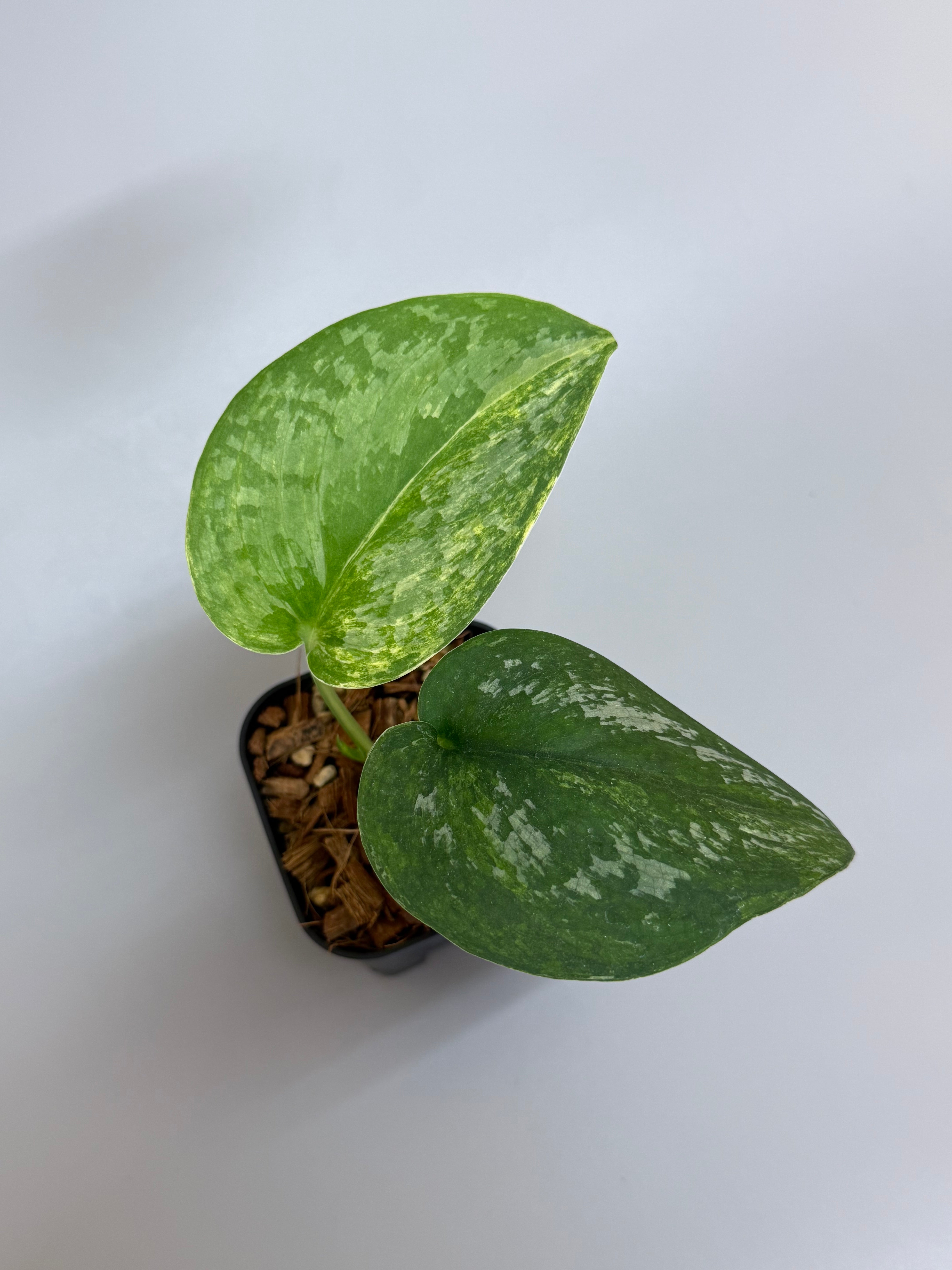 スキンダプサス エキゾチカ オーレア / Scindapsus exotica aurea (1