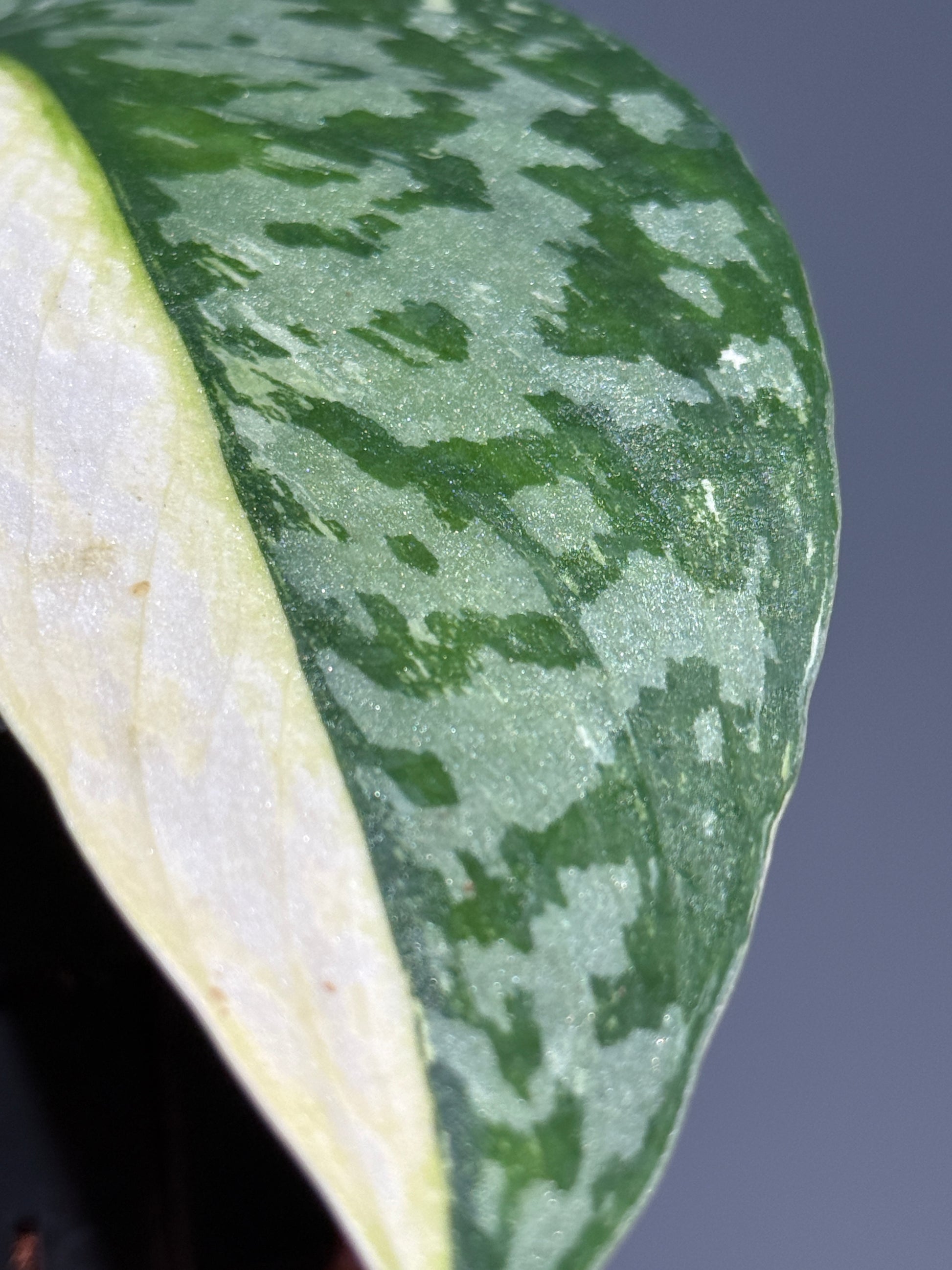 スキンダプサス ラカンビニ / Scindapsus lakambini  (1)