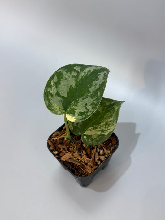 スキンダプサス バクダパティ / Scindapsus bakudapati (6)