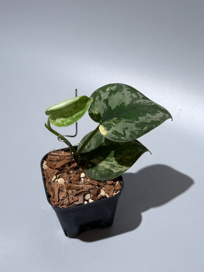 スキンダプサス バクダパティ / Scindapsus bakudapati (1)