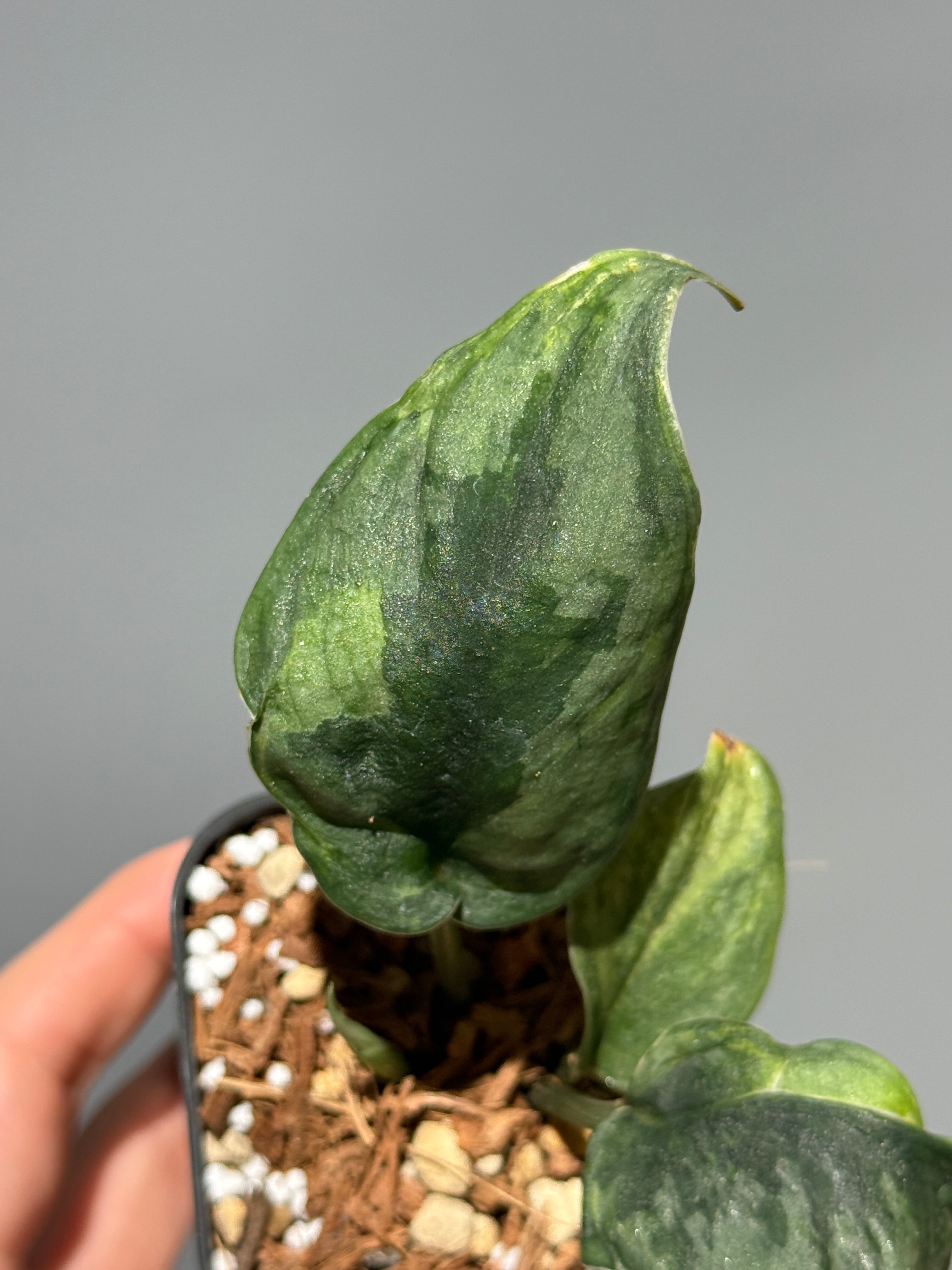 All Plants – Nakayama-Plants