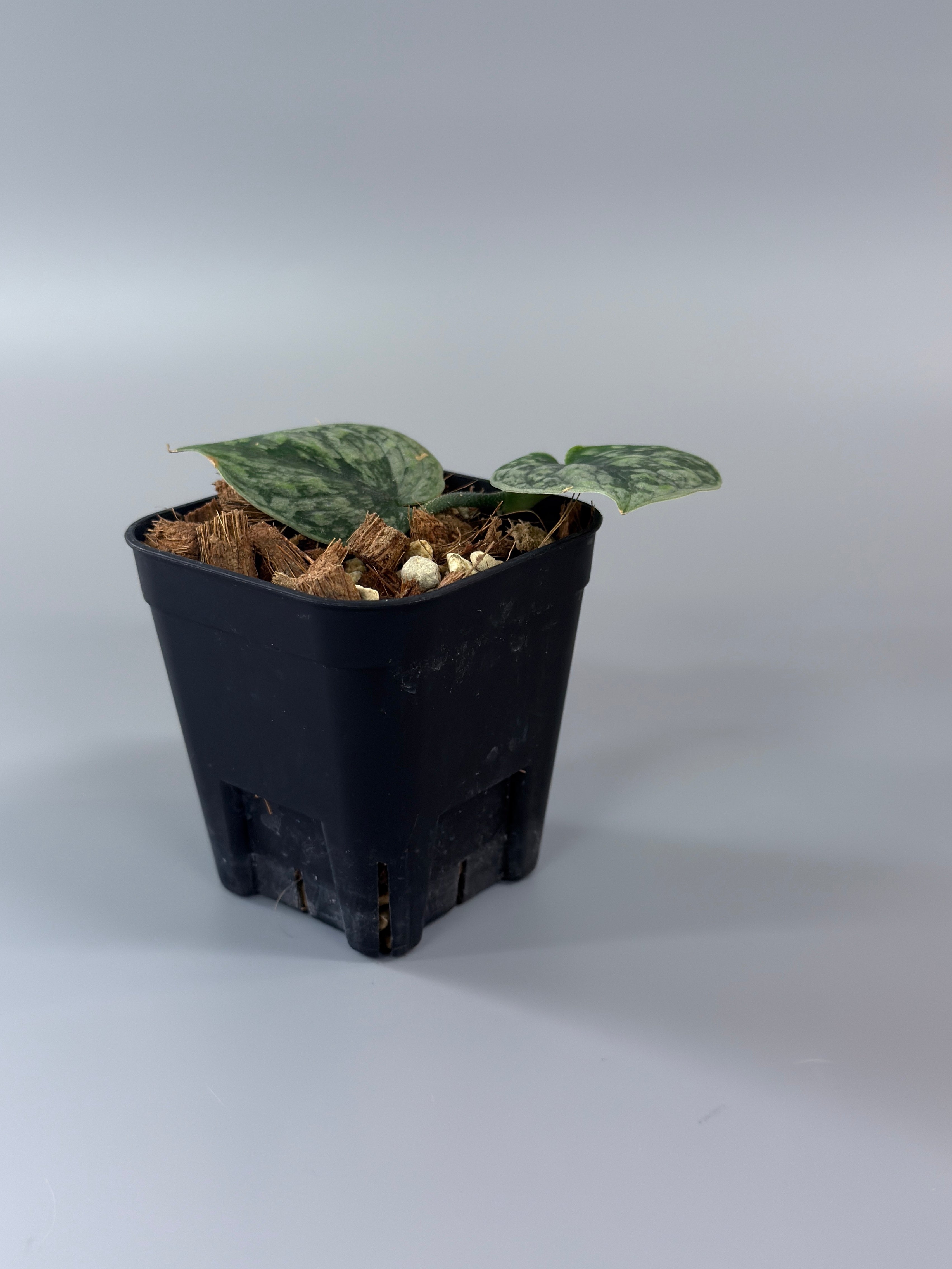 スキンダプサス スノーフレック ミューテーション / Scindapsus