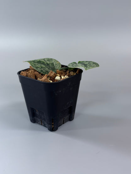 スキンダプサス スノーフレック ミューテーション  / Scindapsus snowfleck mutation (1)