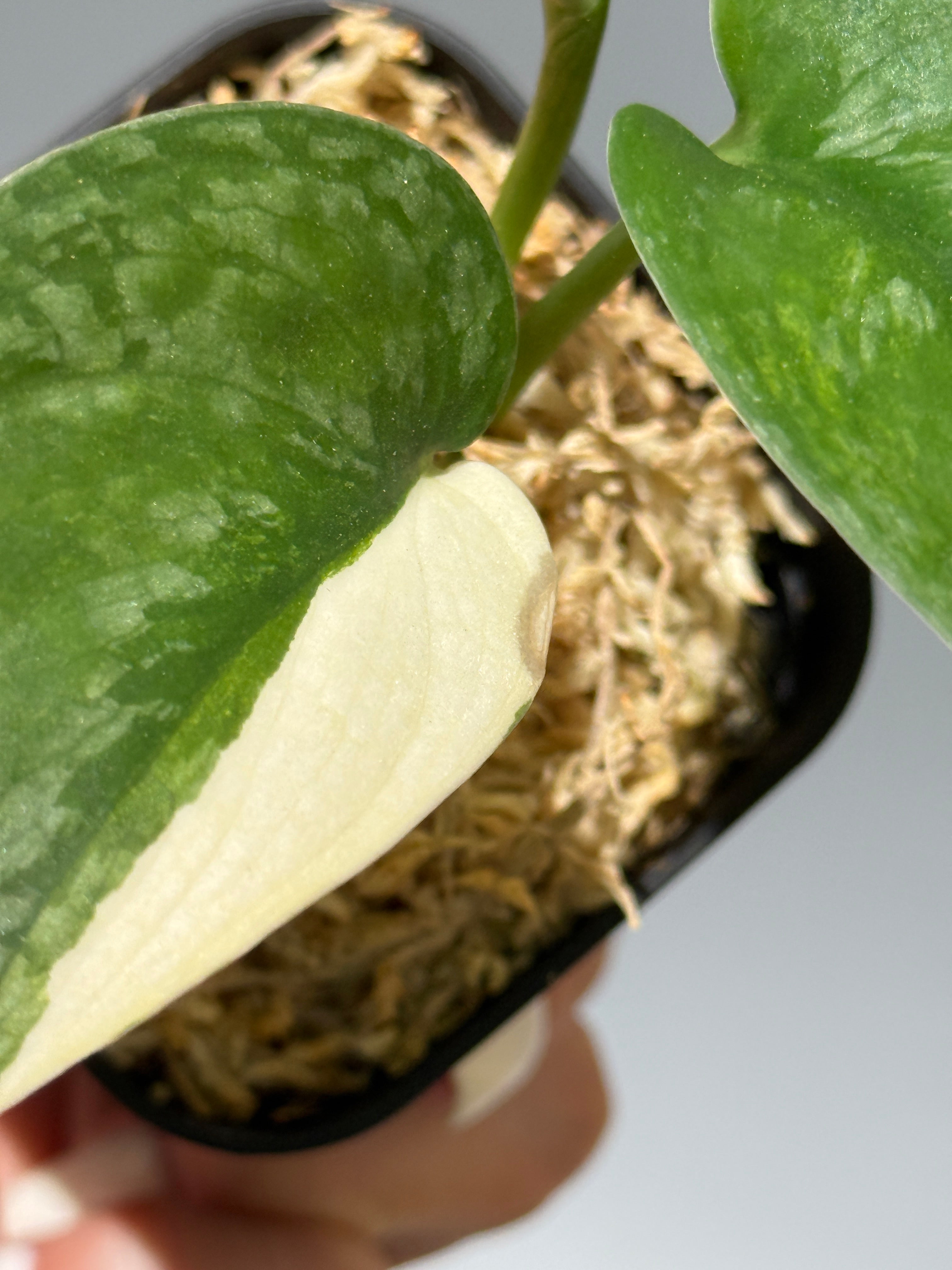 All Plants – Nakayama-Plants