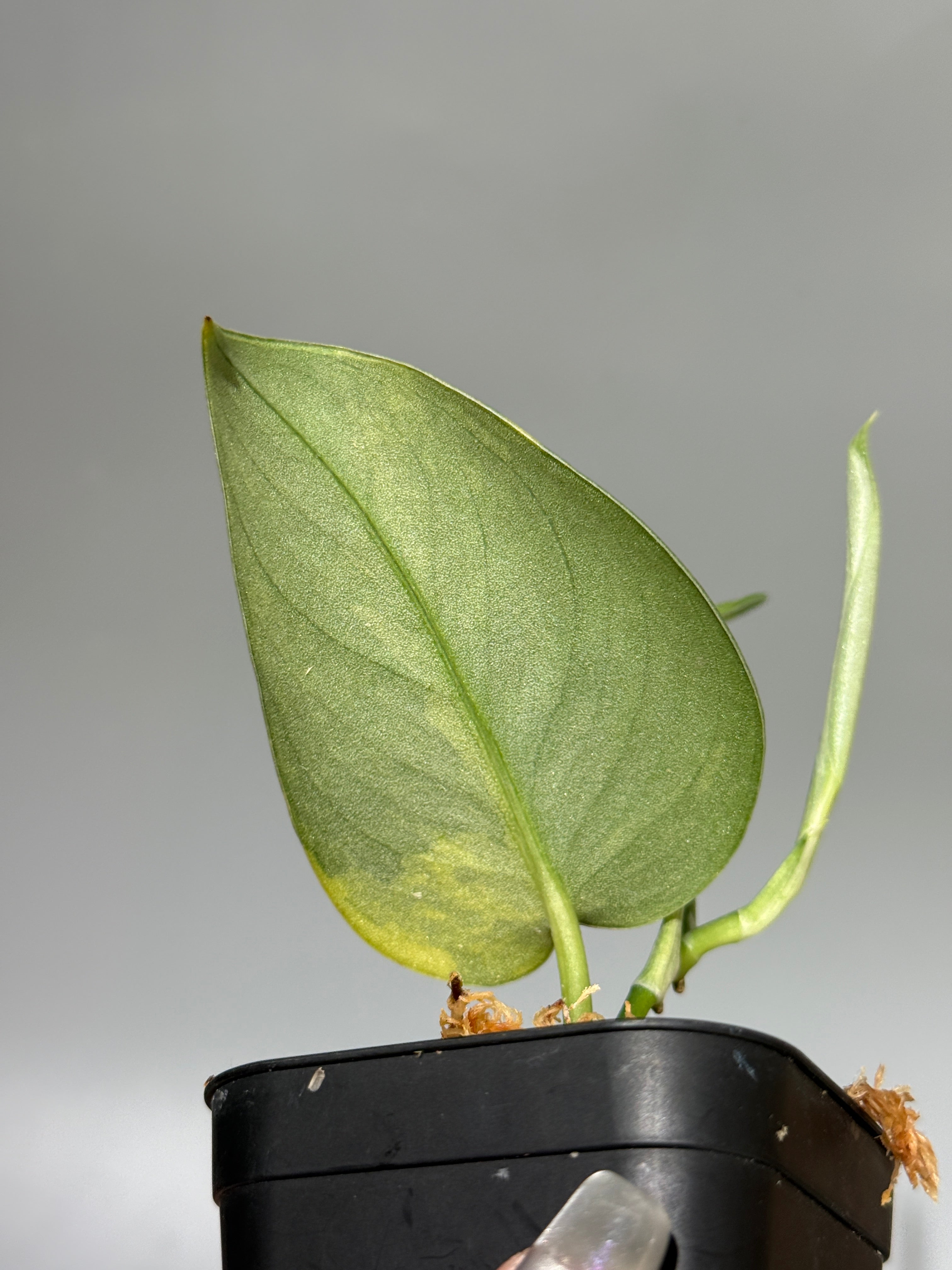 スキンダプサス グリーン ダイヤモンド / Scindapsus Green diamond (1