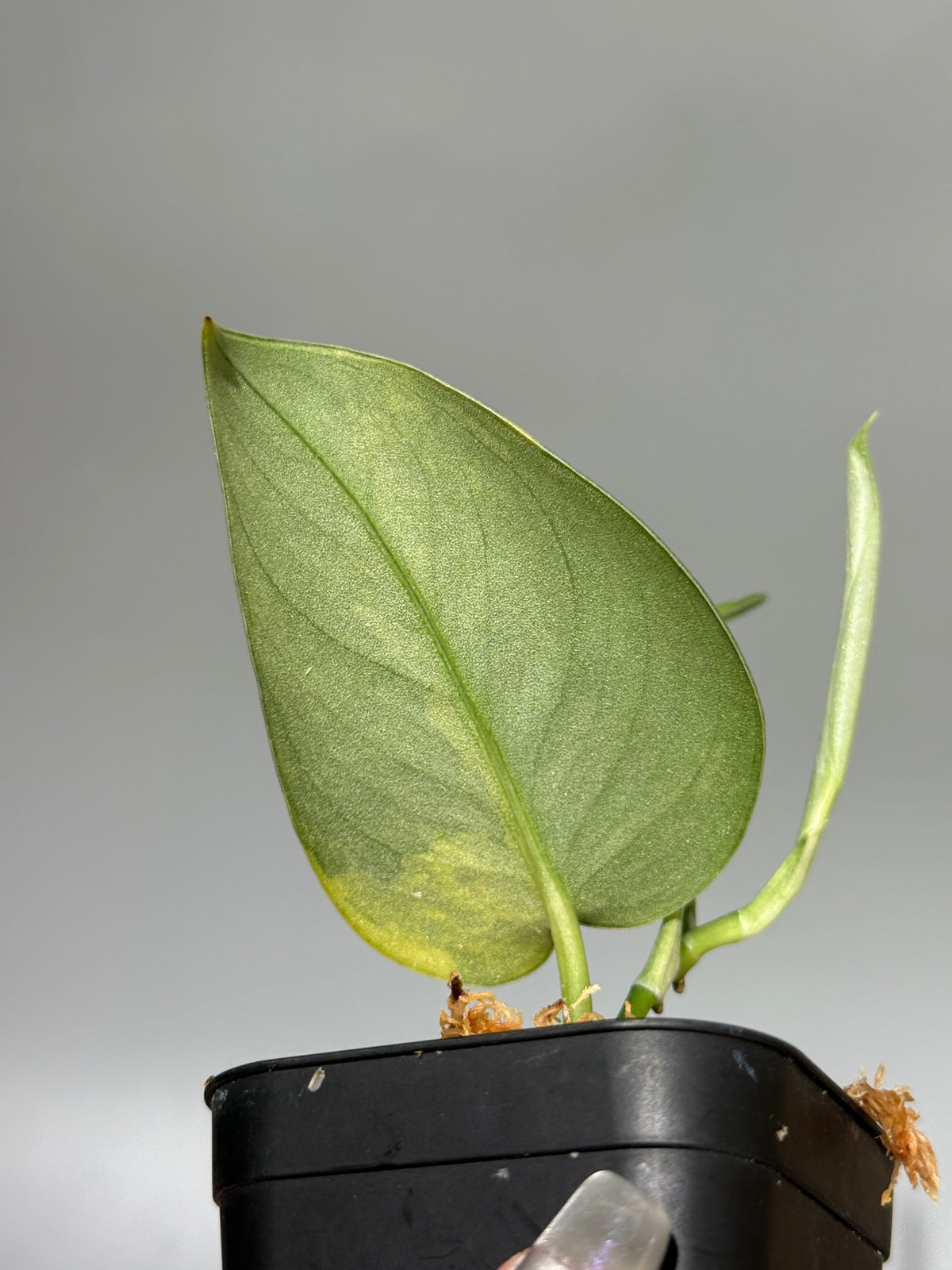 スキンダプサス グリーン ダイヤモンド / Scindapsus Green diamond (1)