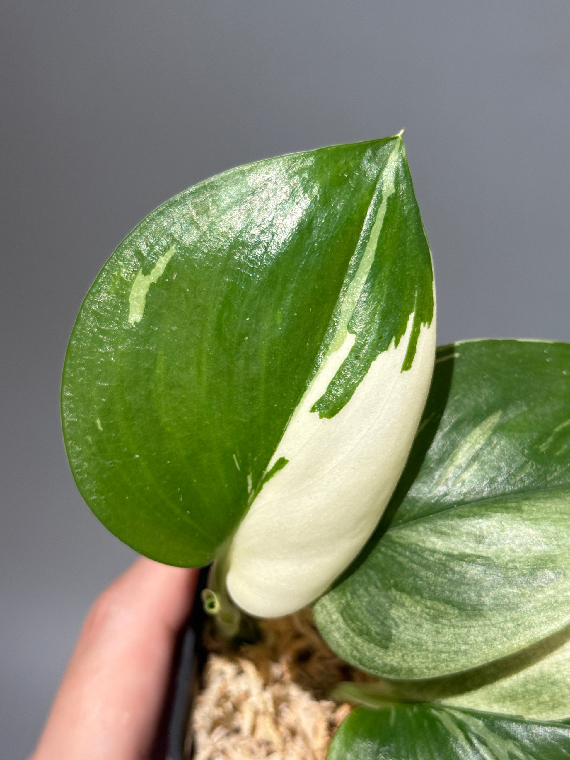 スキンダプサス トレビー ムーンライト 斑入り  / Scindapsus treubii moonlight var. (1)