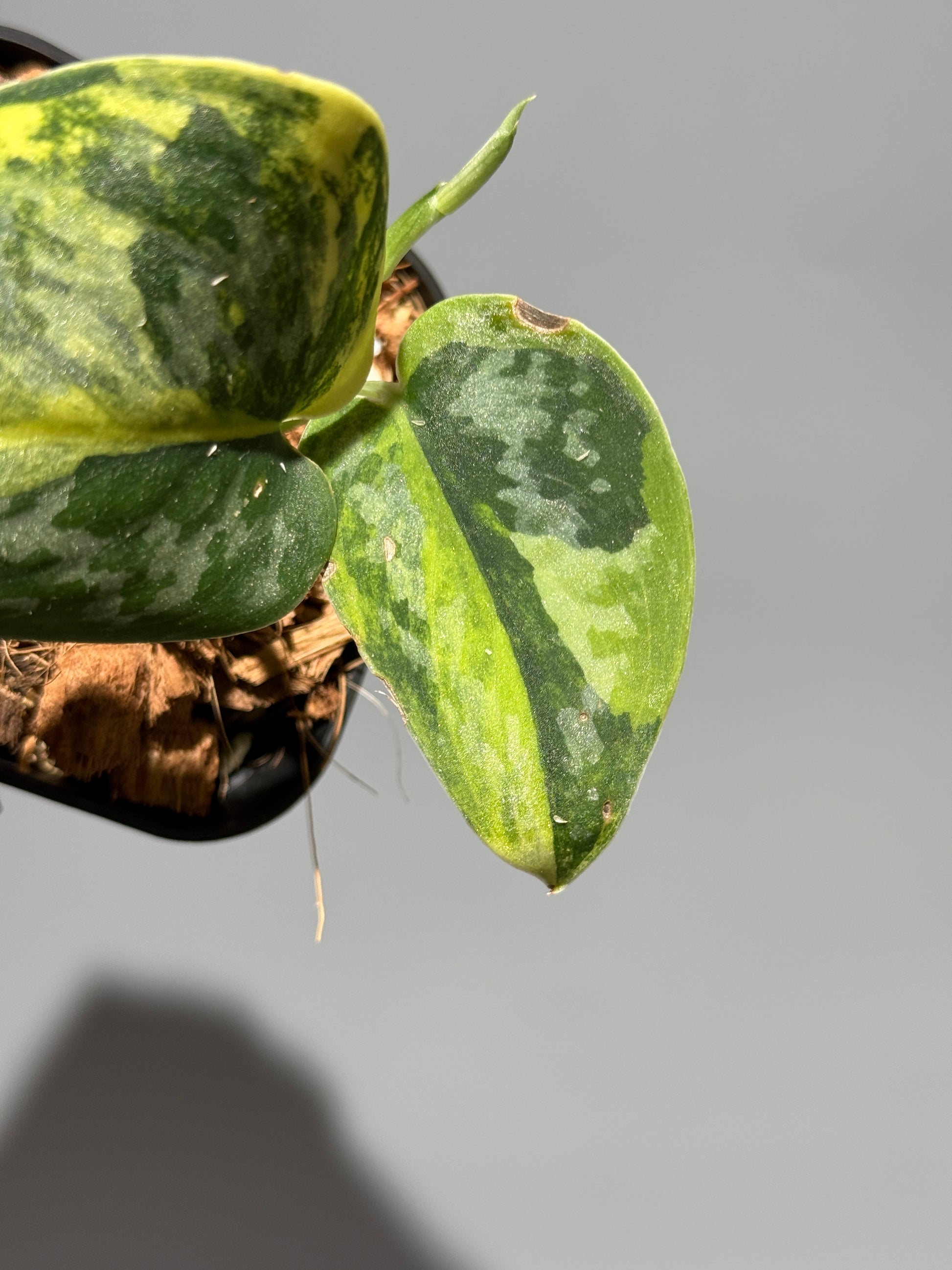 スキンダプサス グリーン ダイヤモンド / Scindapsus Green diamond (2)