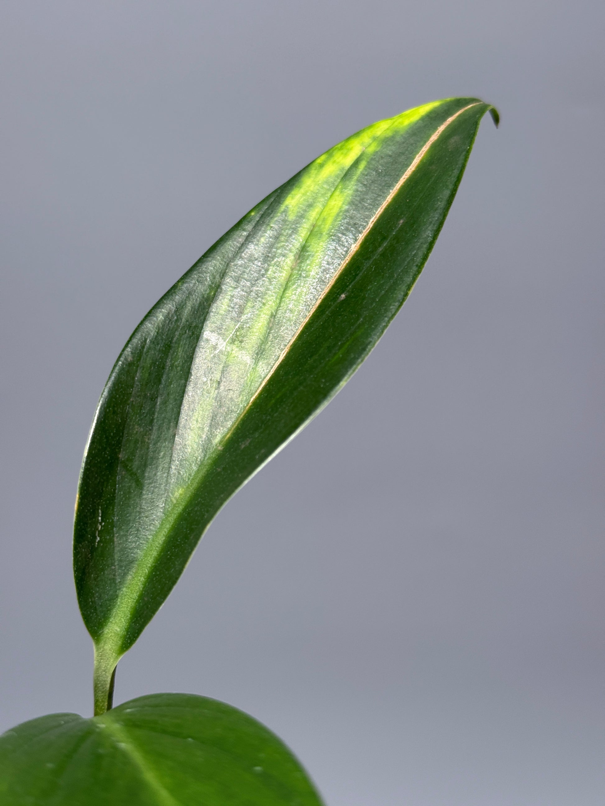 スキンダプサス コリアセウス イエロー / Scindapsus coriaceus yellow (1)