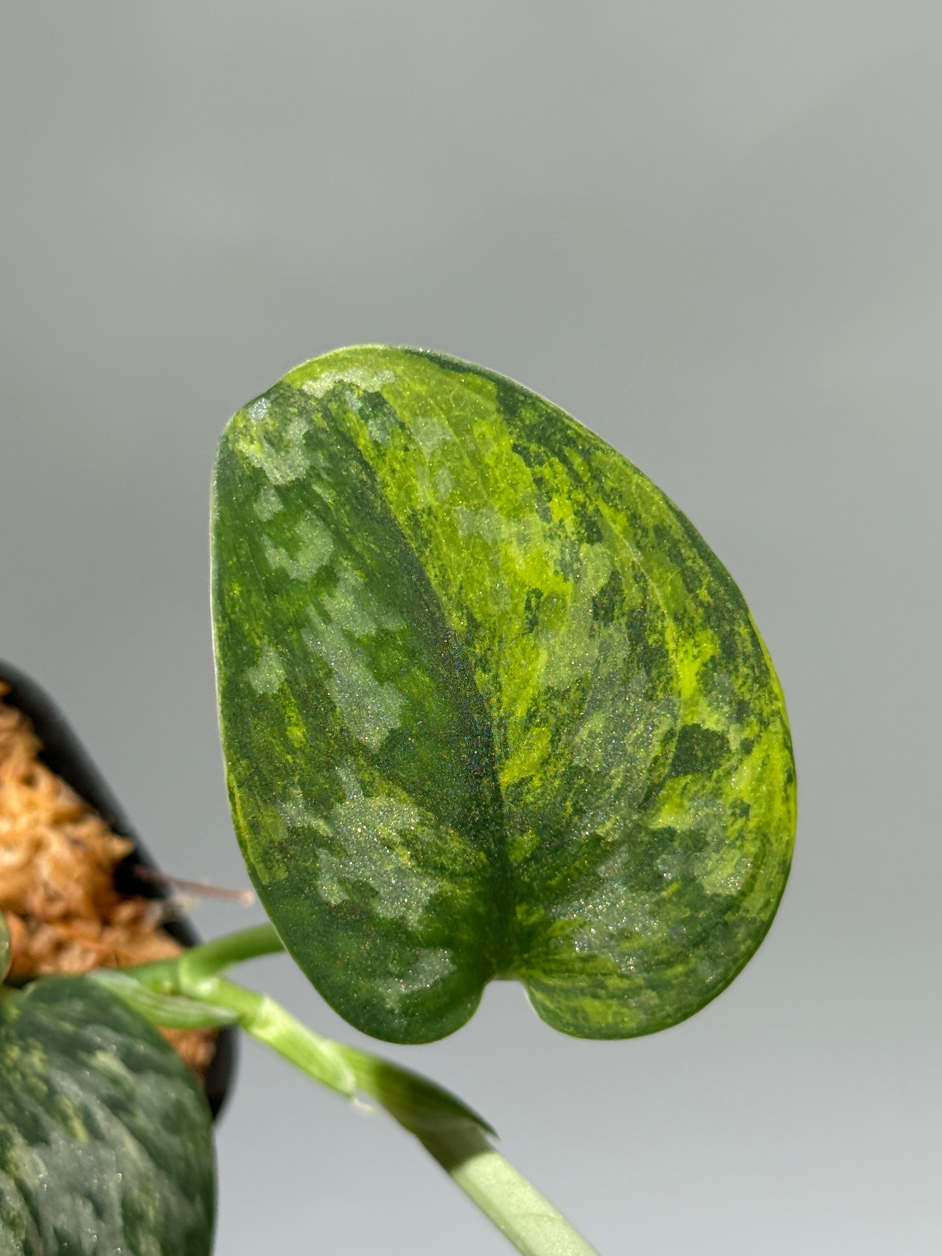 スキンダプサス グリーン ダイヤモンド / Scindapsus Green diamond (1