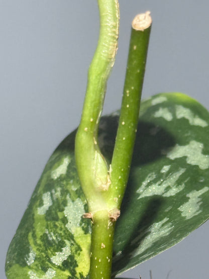 スキンダプサス マラフヨ / Scindapsus Marahuyo (1)