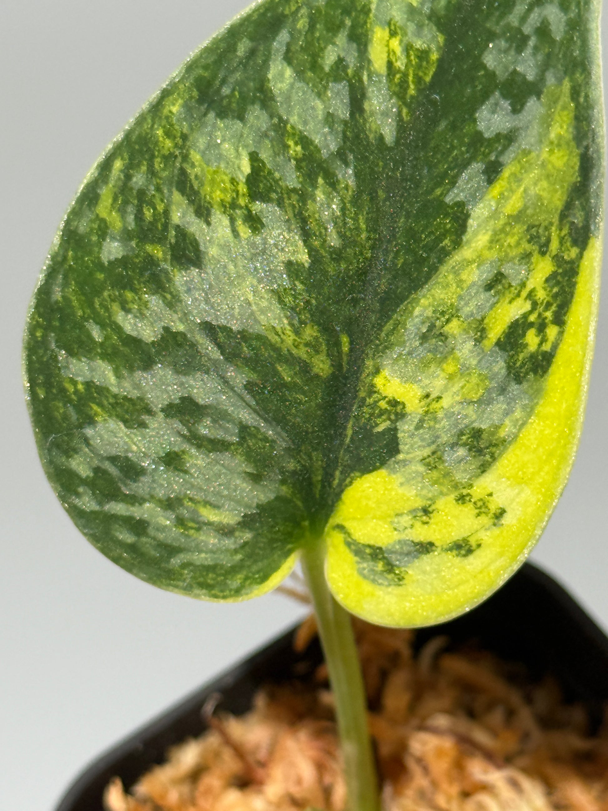 スキンダプサス グリーン ダイヤモンド / Scindapsus Green diamond (1)