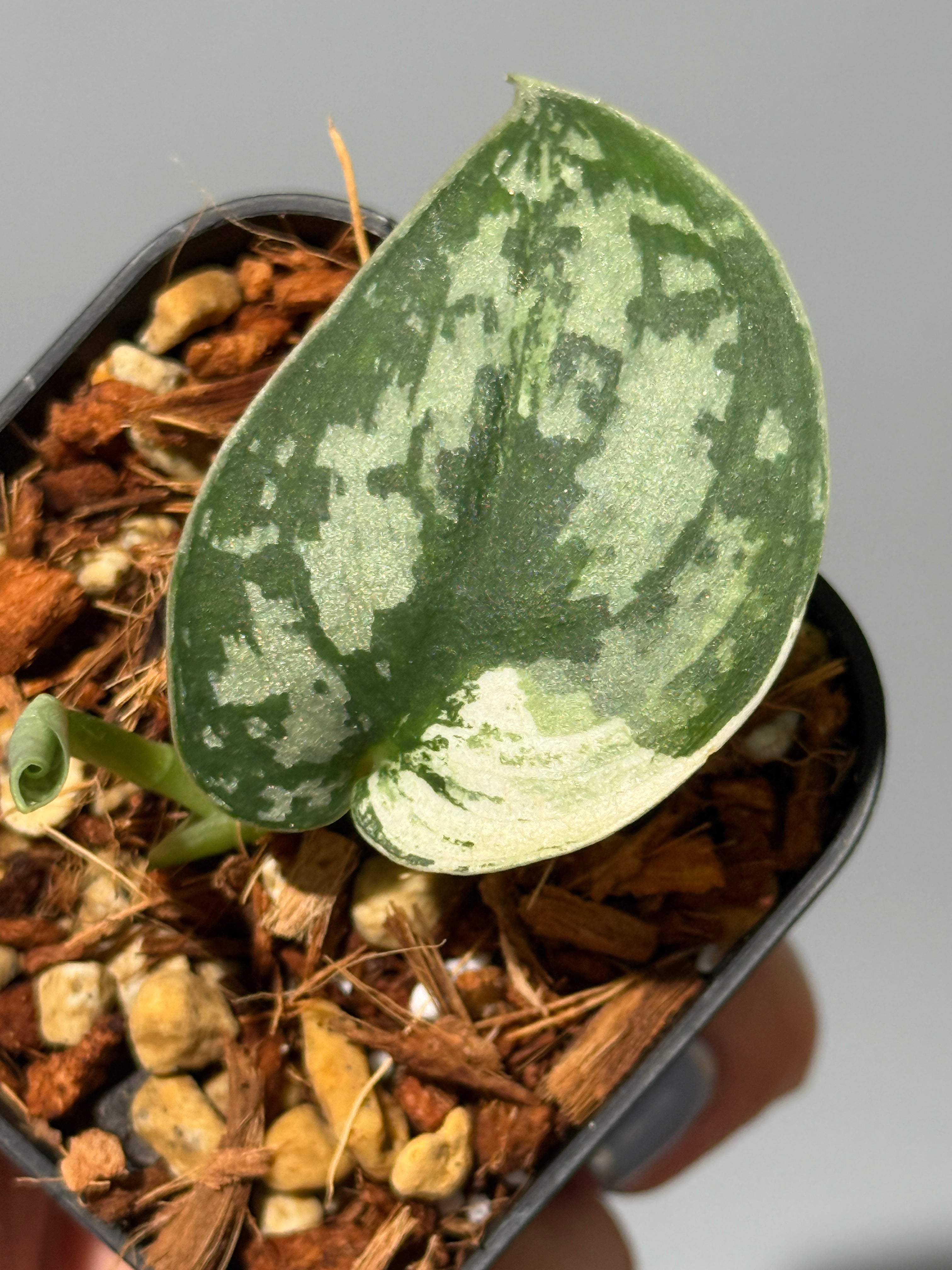 スキンダプサス マヤリ / Scindapsus mayari (1) – Nakayama-Plants