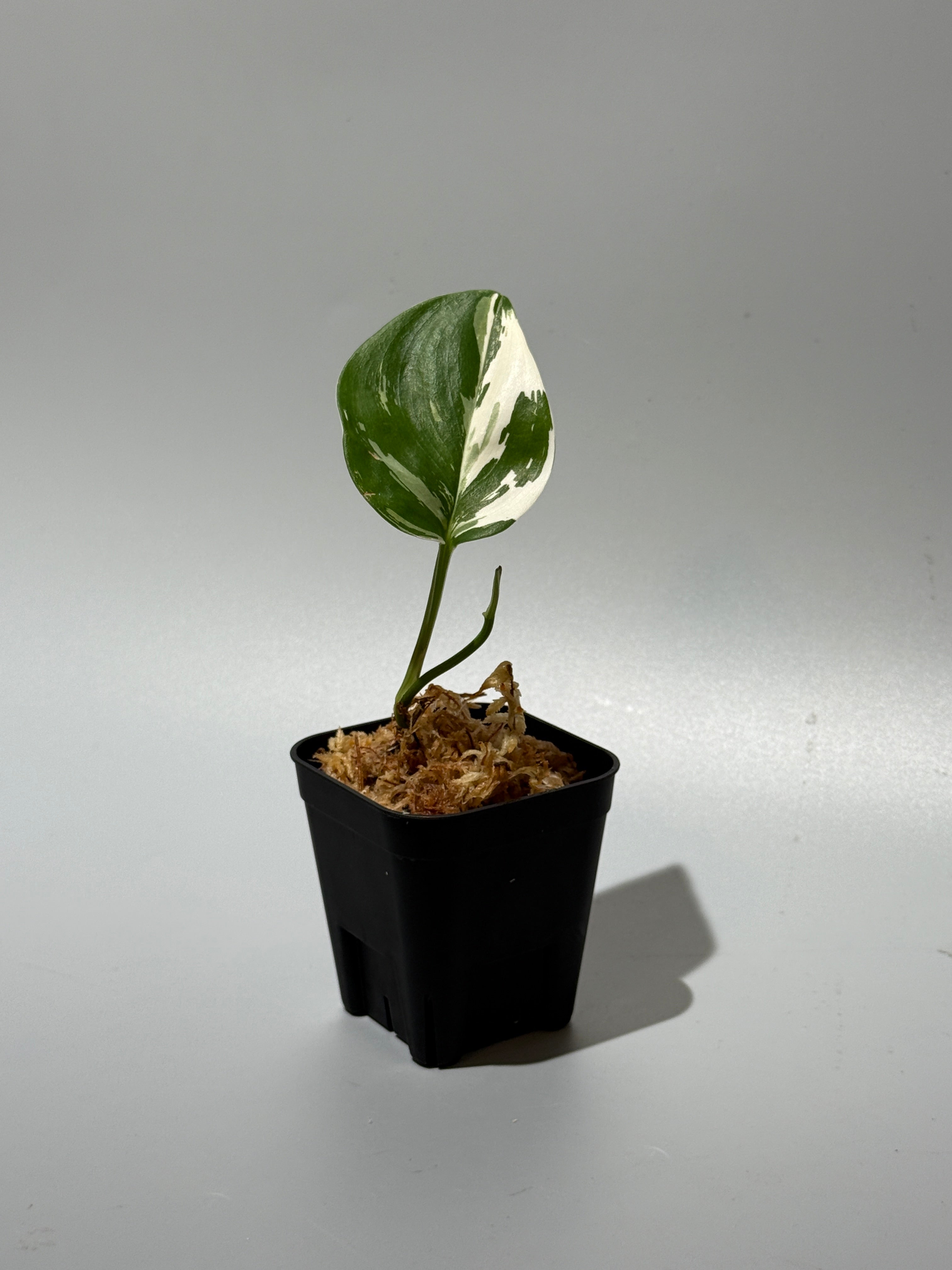 All Plants – Nakayama-Plants