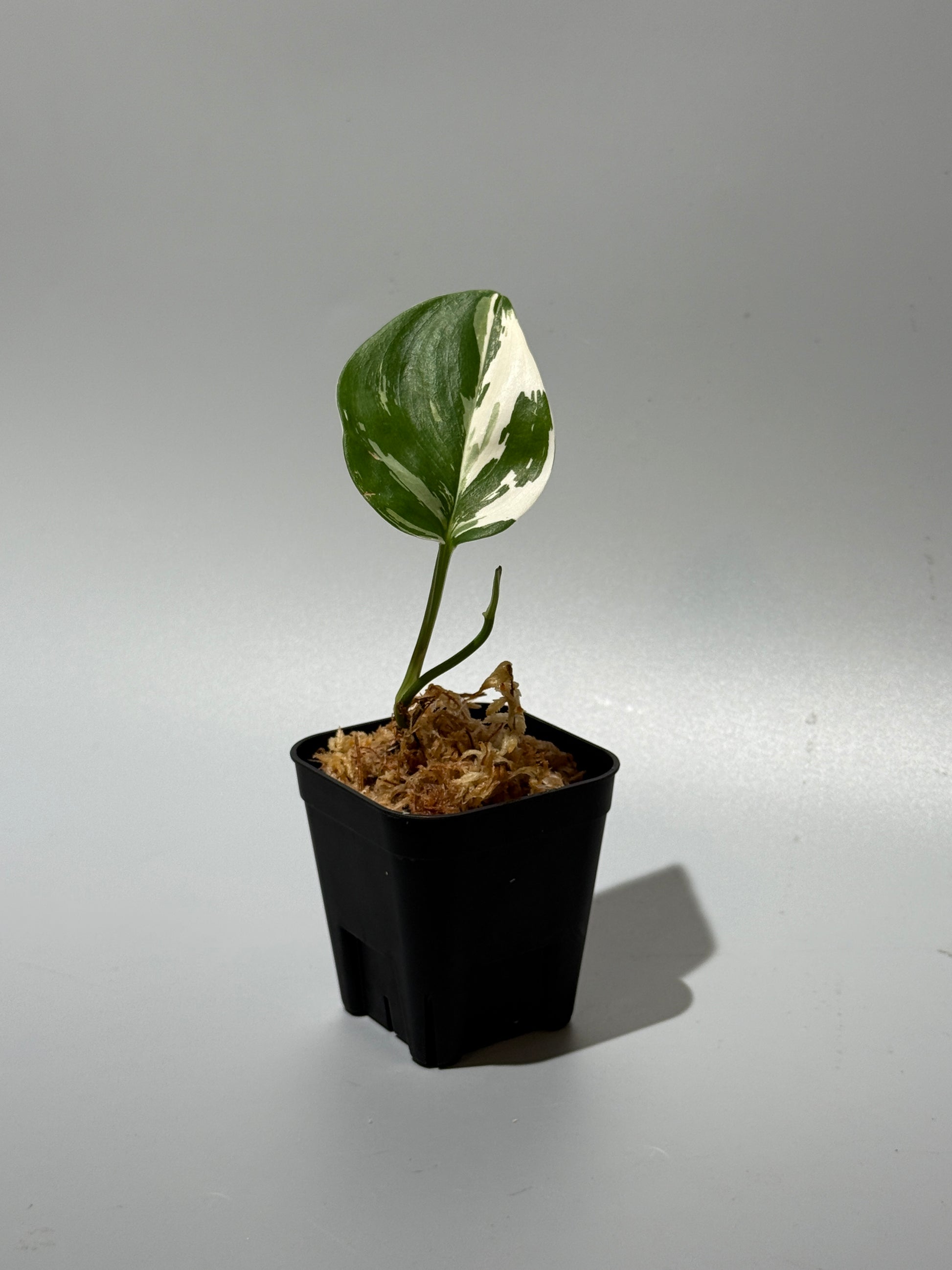 スキンダプサス トレビー ムーンライト 斑入り  / Scindapsus treubii moonlight var. (1)