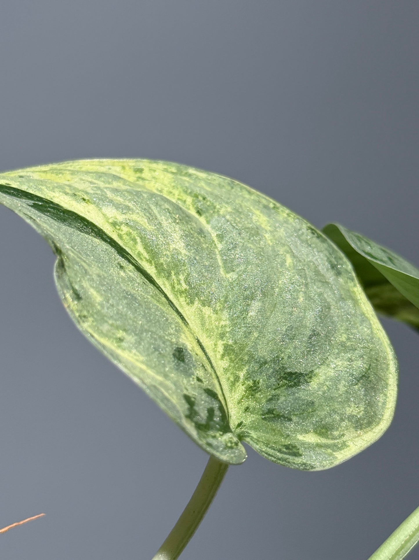 スキンダプサススーパームーン チリン / Scindapsus Supermoon tilung (1)