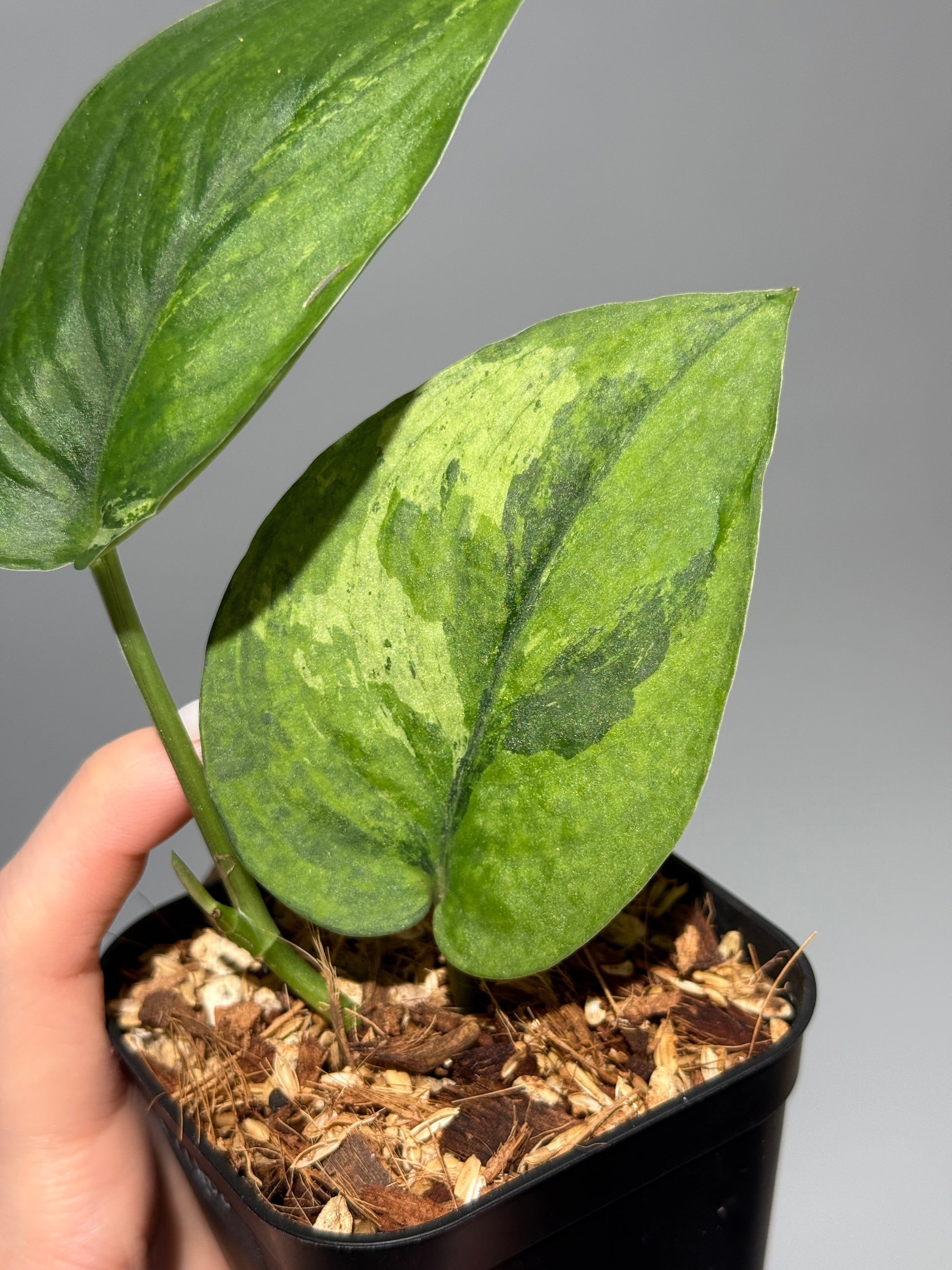 スキンダプサス レオパード グリーンオングリーン / Scindapsus Leopard GOG (1)