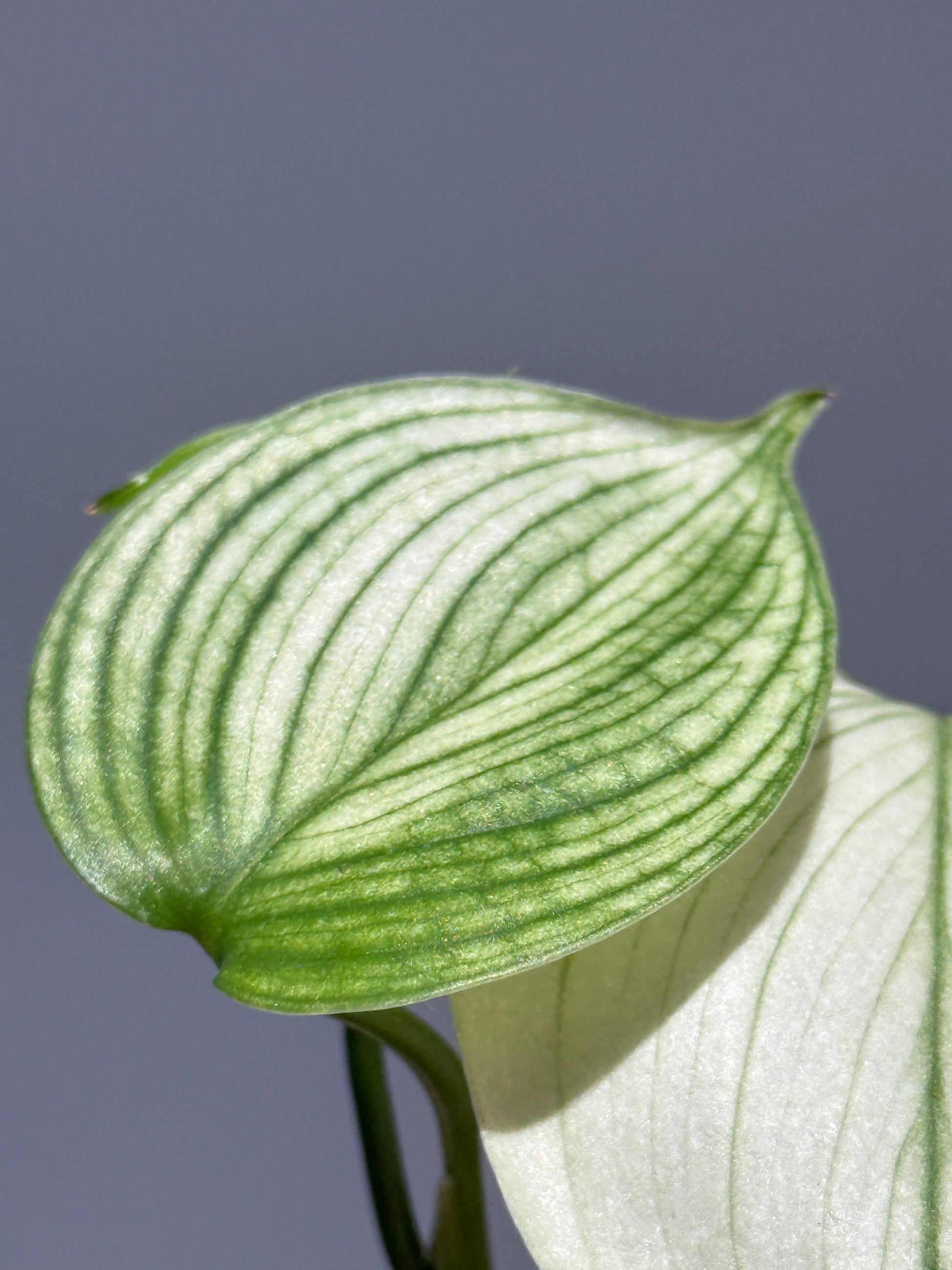 スキンダプサス ホワイトモンスター / Scindapsus whitemonster (1)