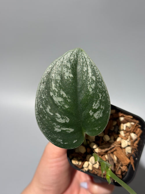 スキンダプサス  Sp.カリマンタン / Scindapsus Sp.Kalimantan (1)