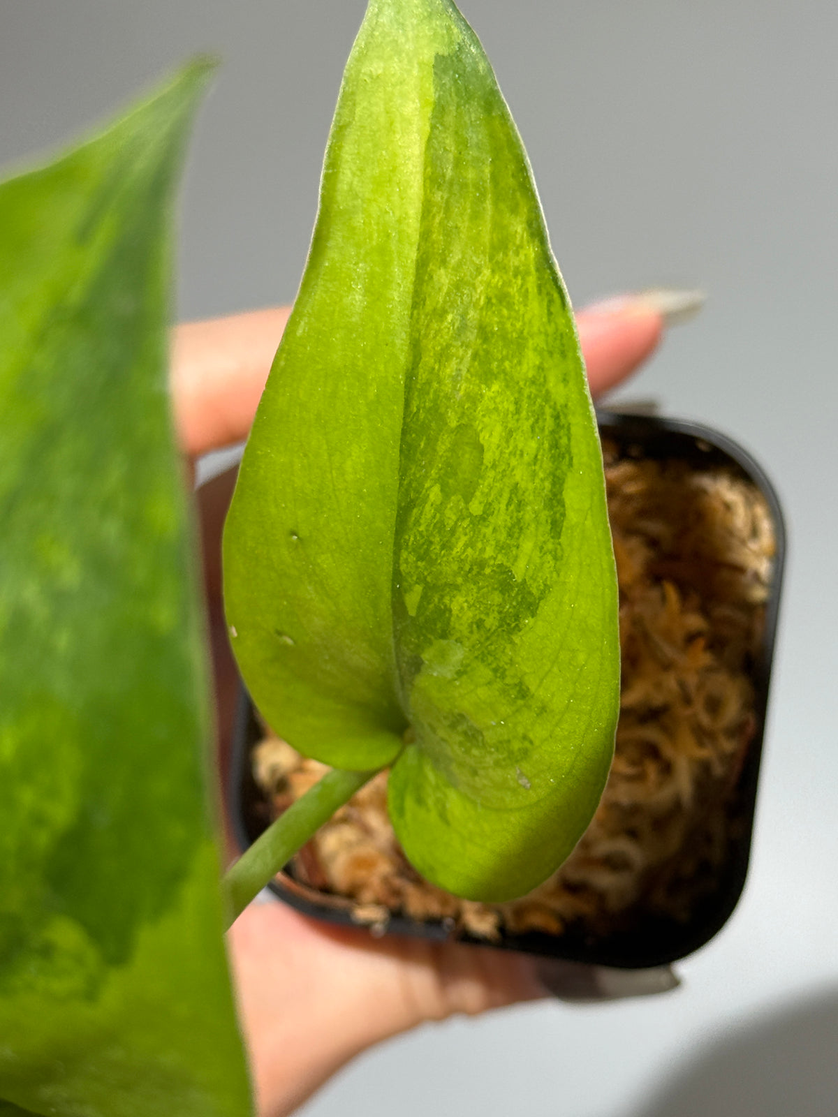 スキンダプサス ジェイドサテン エメラルド トリカラー ハーフムーン  / Scindapsus Jadesatin emerald tricolor halimoon (2)