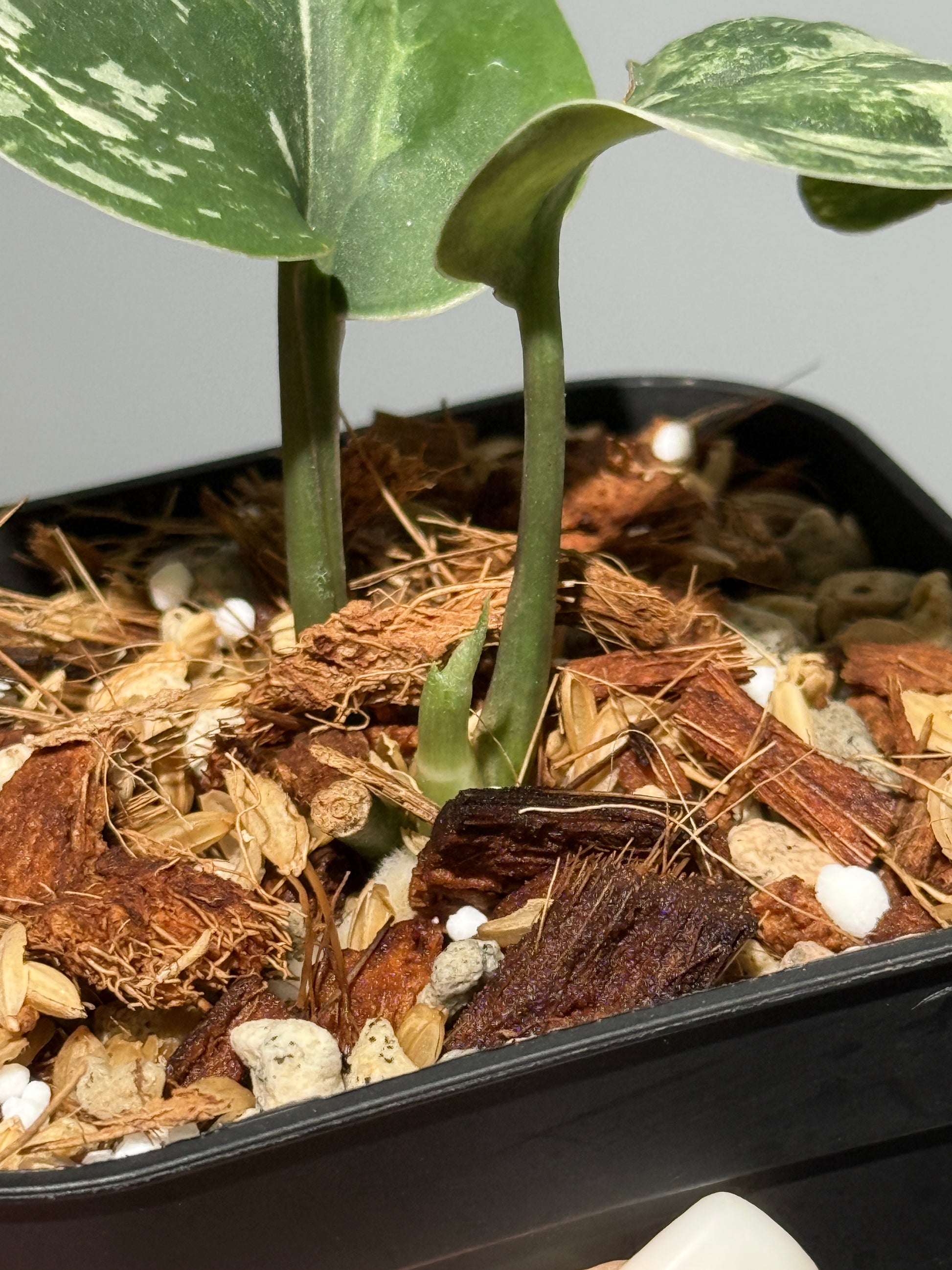 スキンダプサス シルバースプラッシュ ミューテーション/ Scindapsus Silver splash mutation  (3)