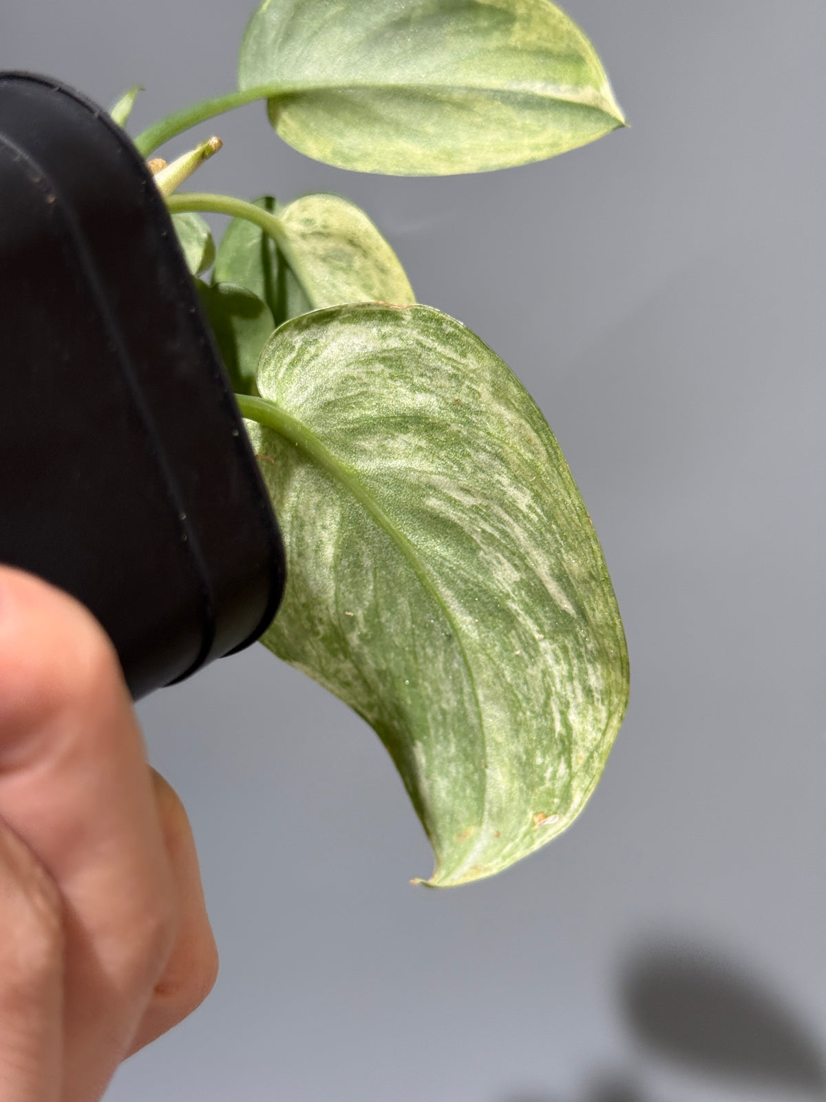 スキンダプサス エキゾチカ サラカ トリカラー  / Scindapsus Exotica salaka toricolor (1)