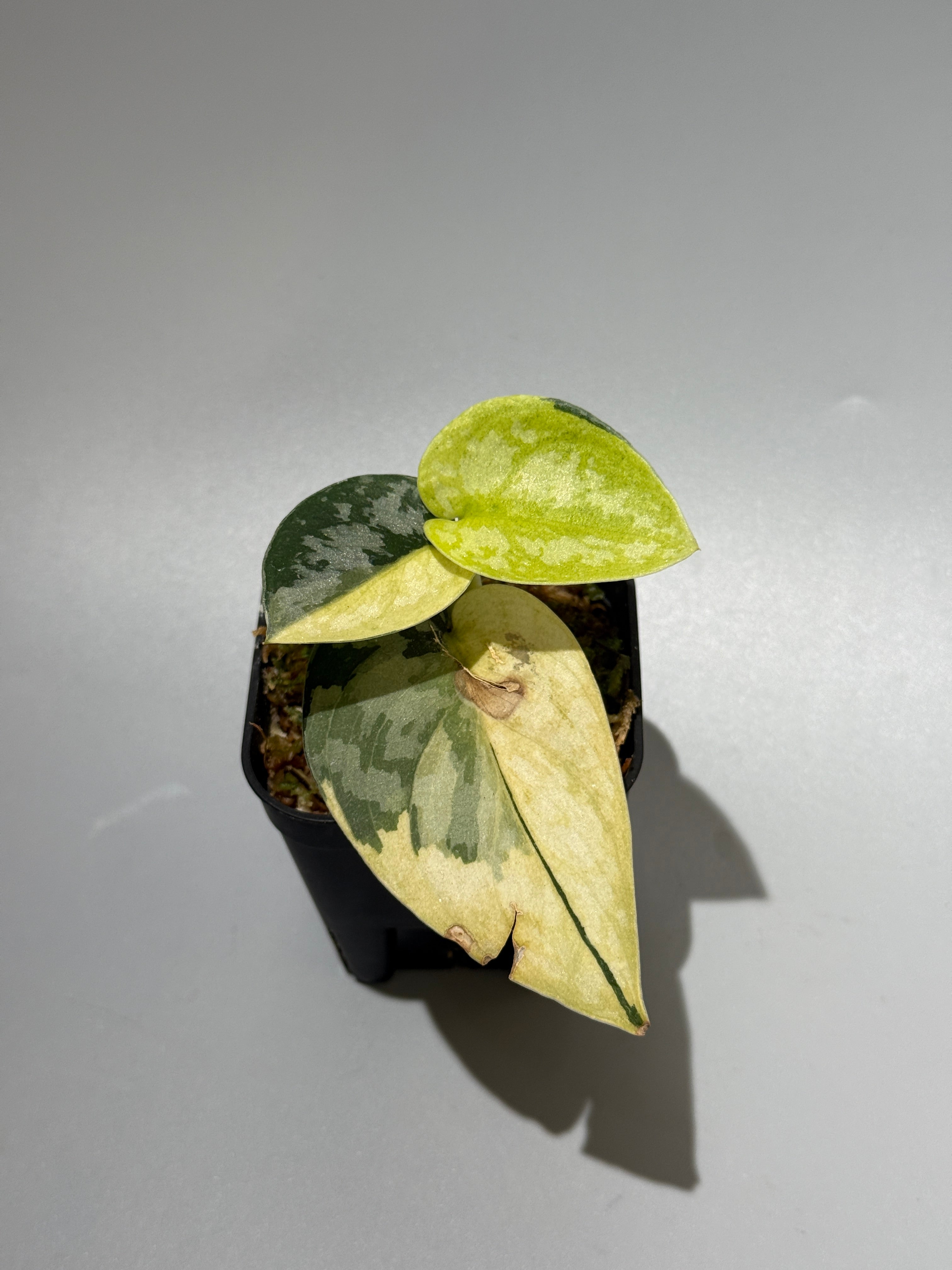 スキンダプサス・ピクタス・マハリカ　 大葉1 スキンダプサス マハリカ / Scindapsus maharlika (1) – Nakayama-Plants