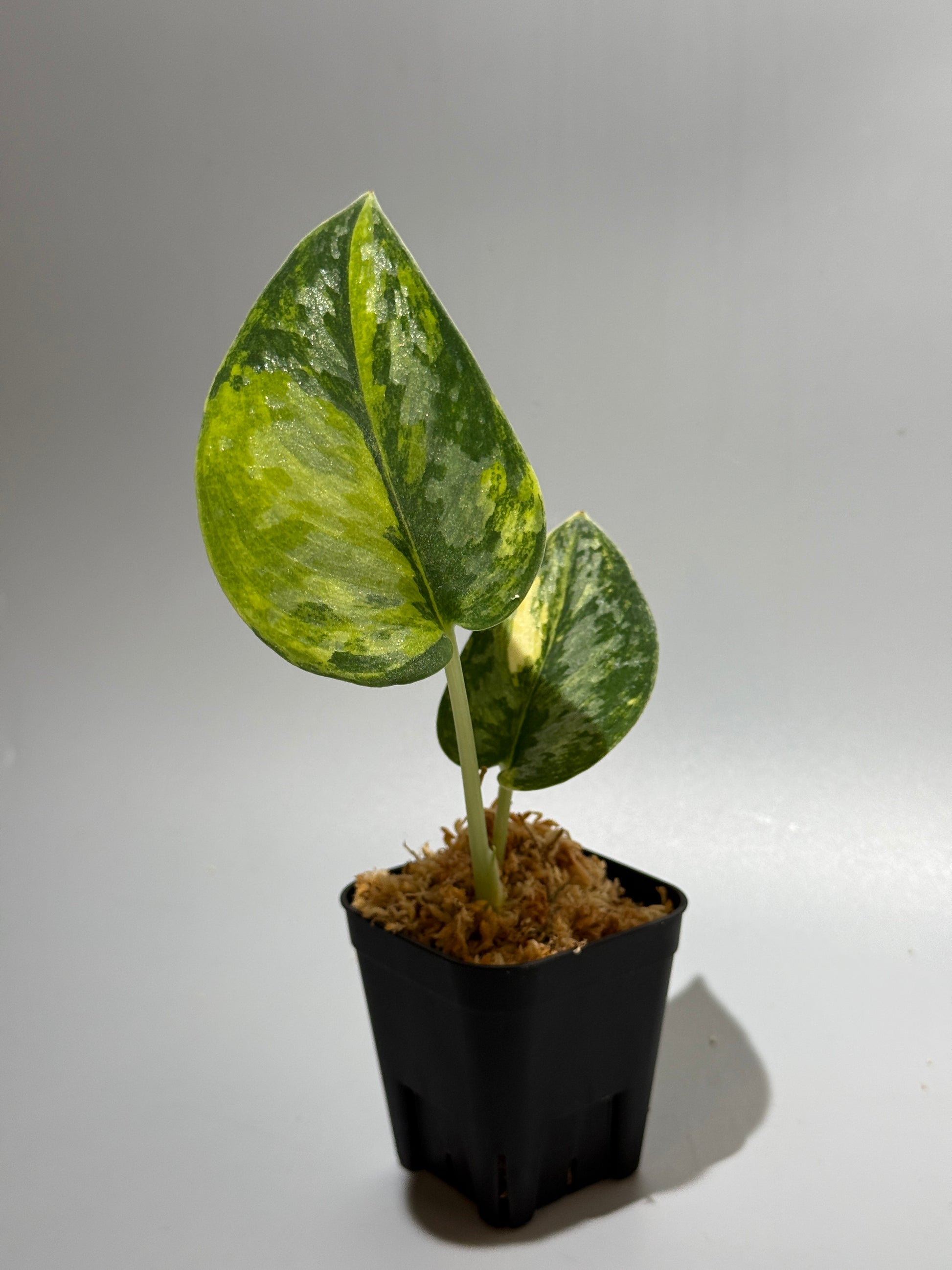 スキンダプサス グリーン ダイヤモンド / Scindapsus Green diamond (1)