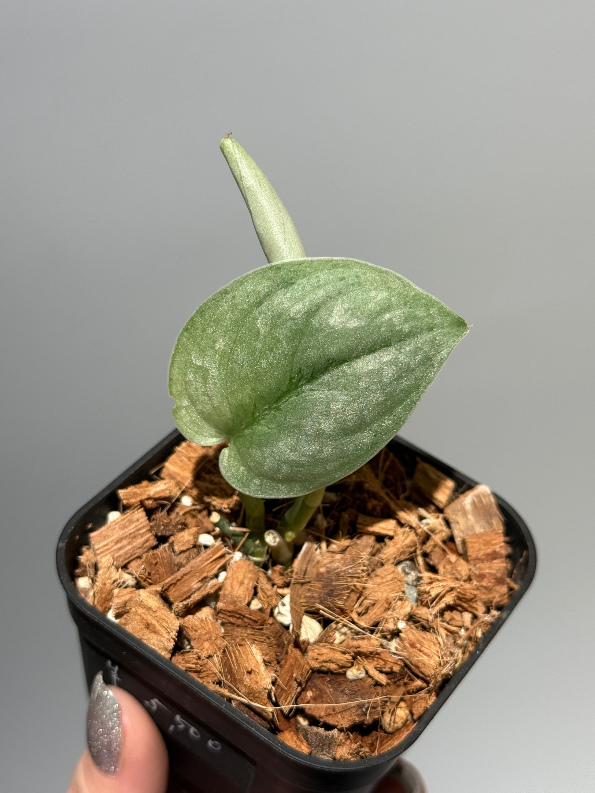スキンダプサス シルバー スポット sp.カリマンタン / Scindapsus Silver spot sp.Kalimantan (1)