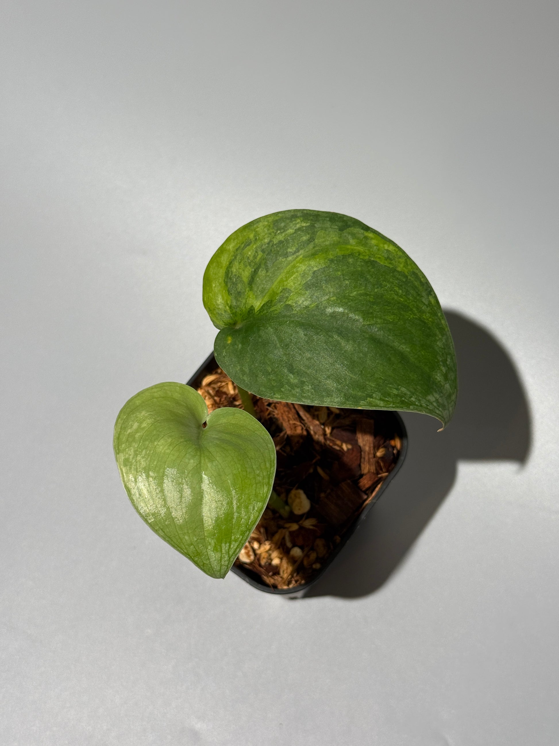 スキンダプサス グリーン ドラゴン / Scindapsus Green dorgon (1)