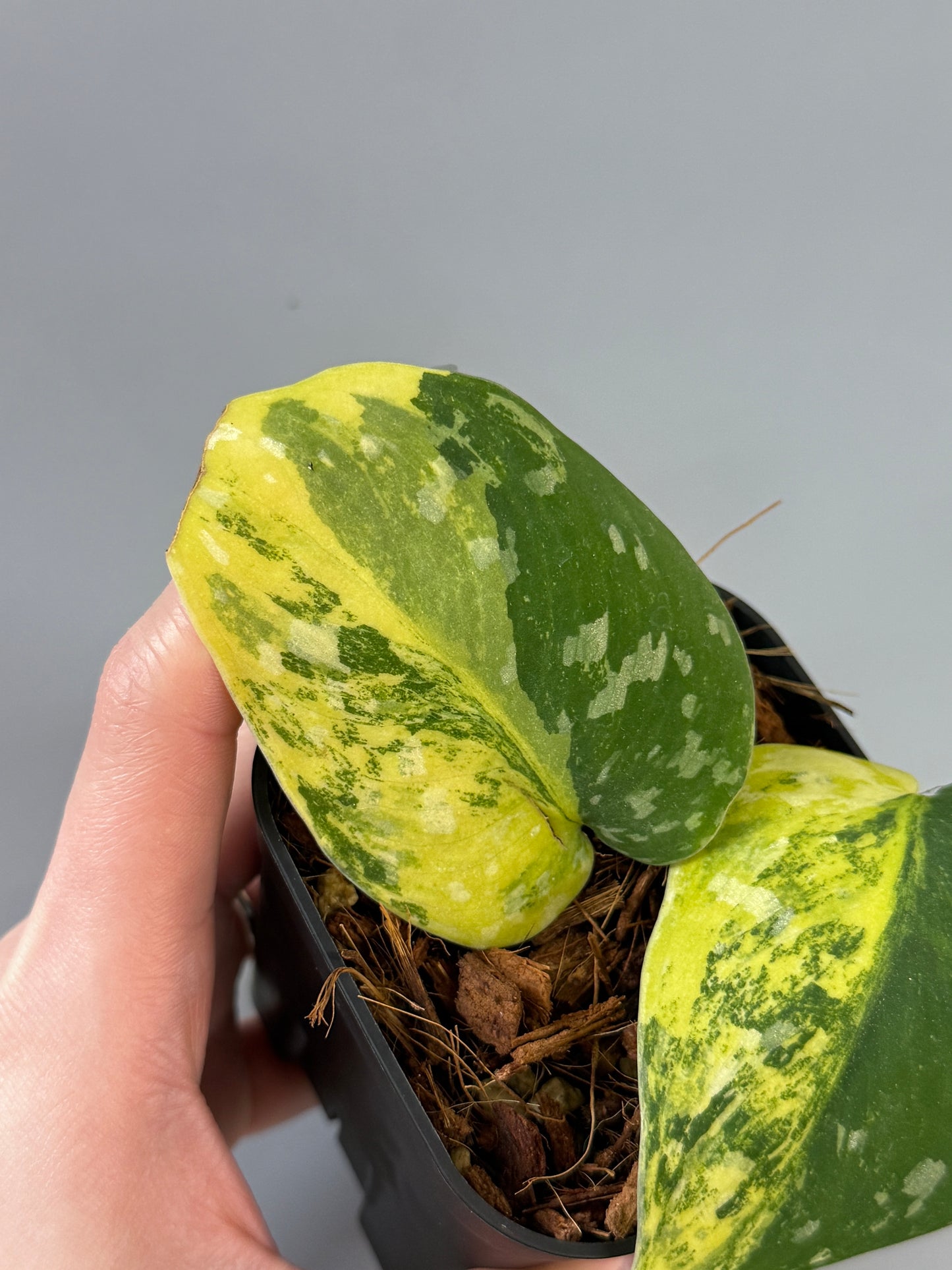 スキンダプサス ファンタジー / Scindapsus Fantasy (2)