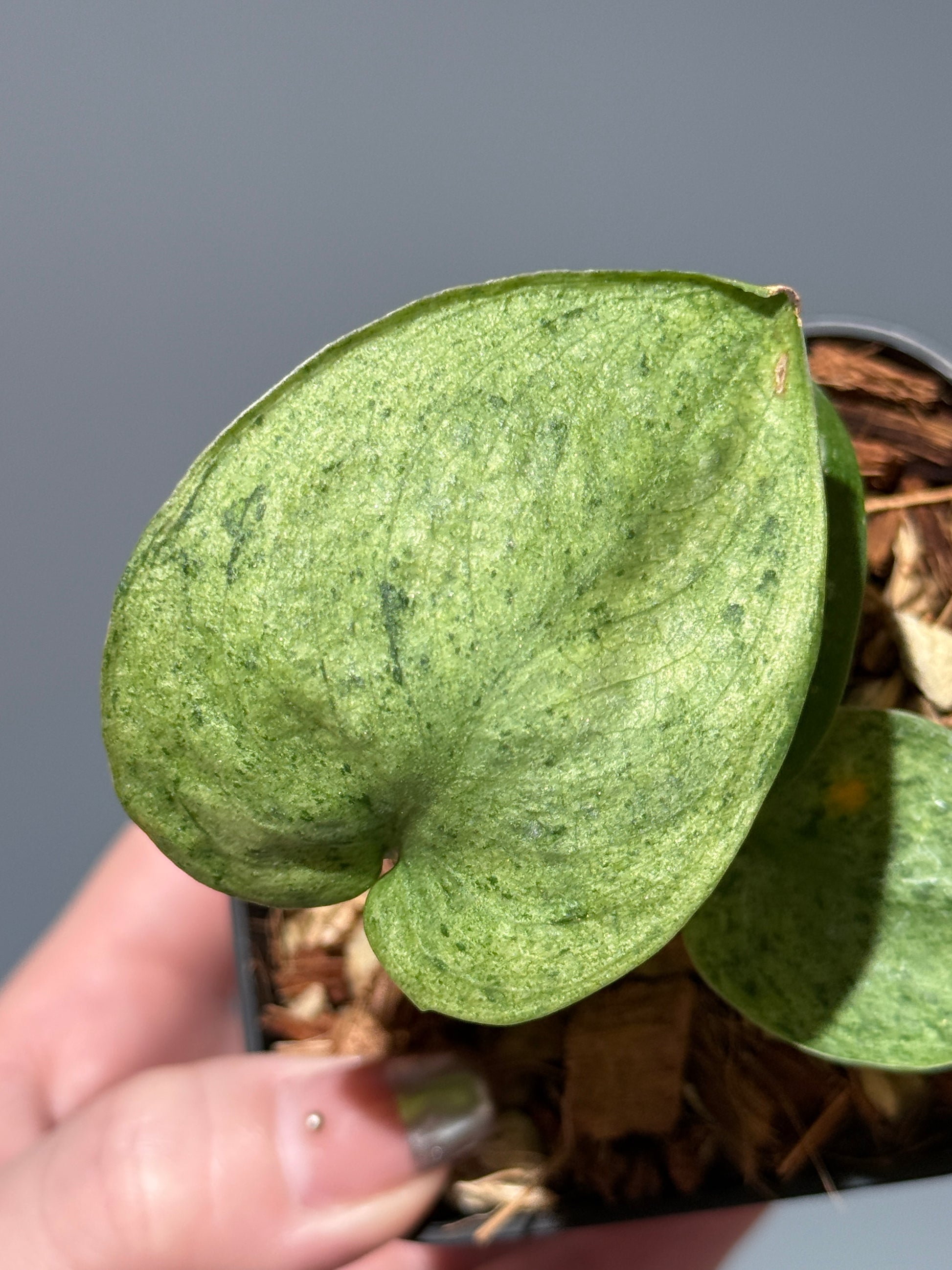 スキンダプサス モヒート / Scindapsus Mojito (1)