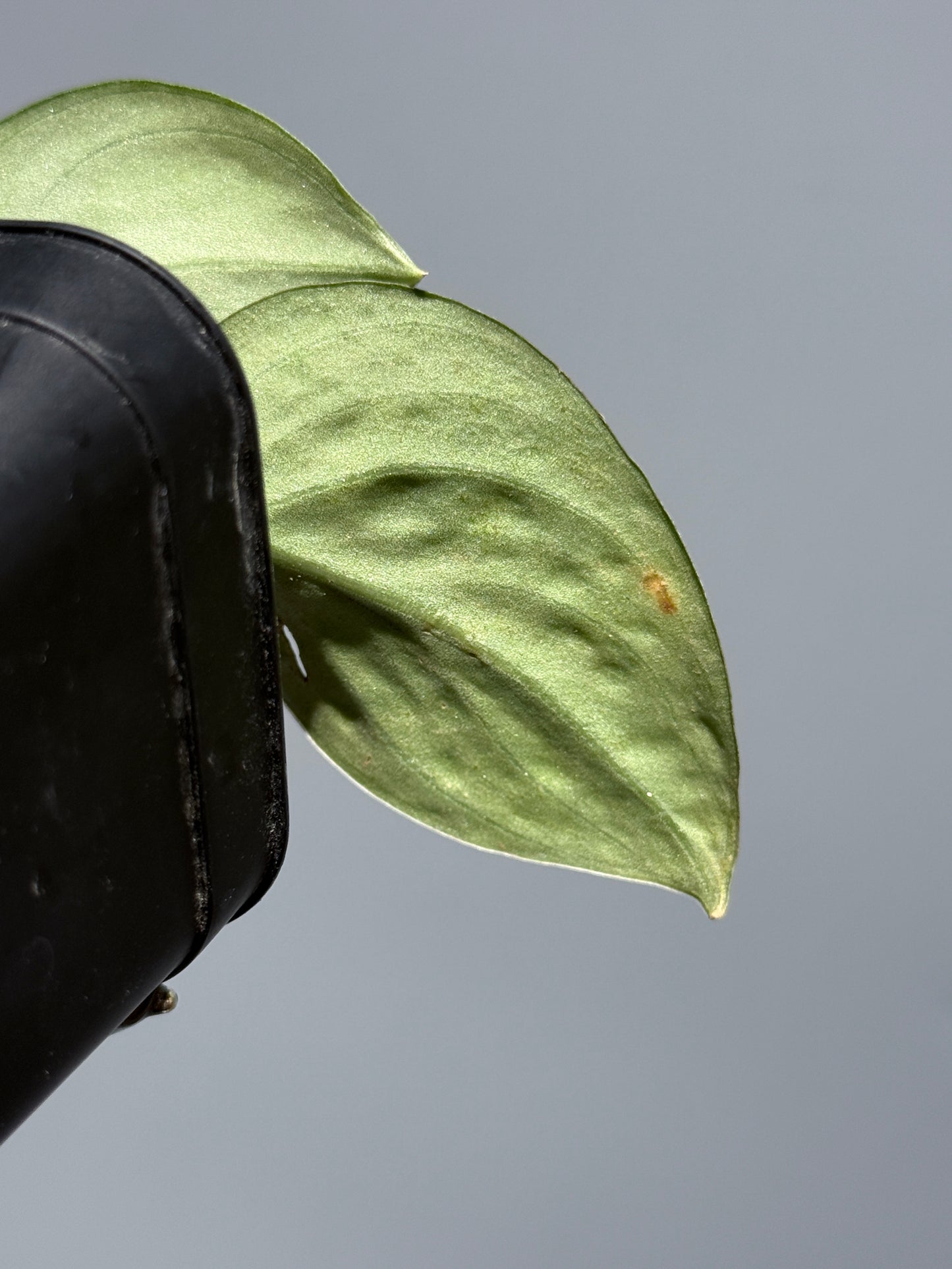 スキンダプサス ダーク トリカラー sp.ボルネオ / Scindapsus Dark tricolor sp.borneo (1)