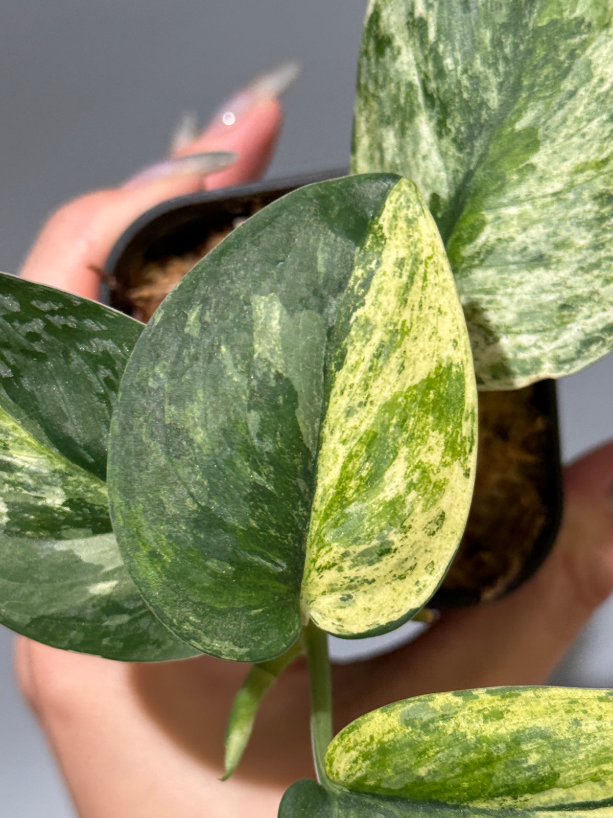 スキンダプサス エキゾチカ サラカ トリカラー  / Scindapsus Exotica salaka toricolor (1)
