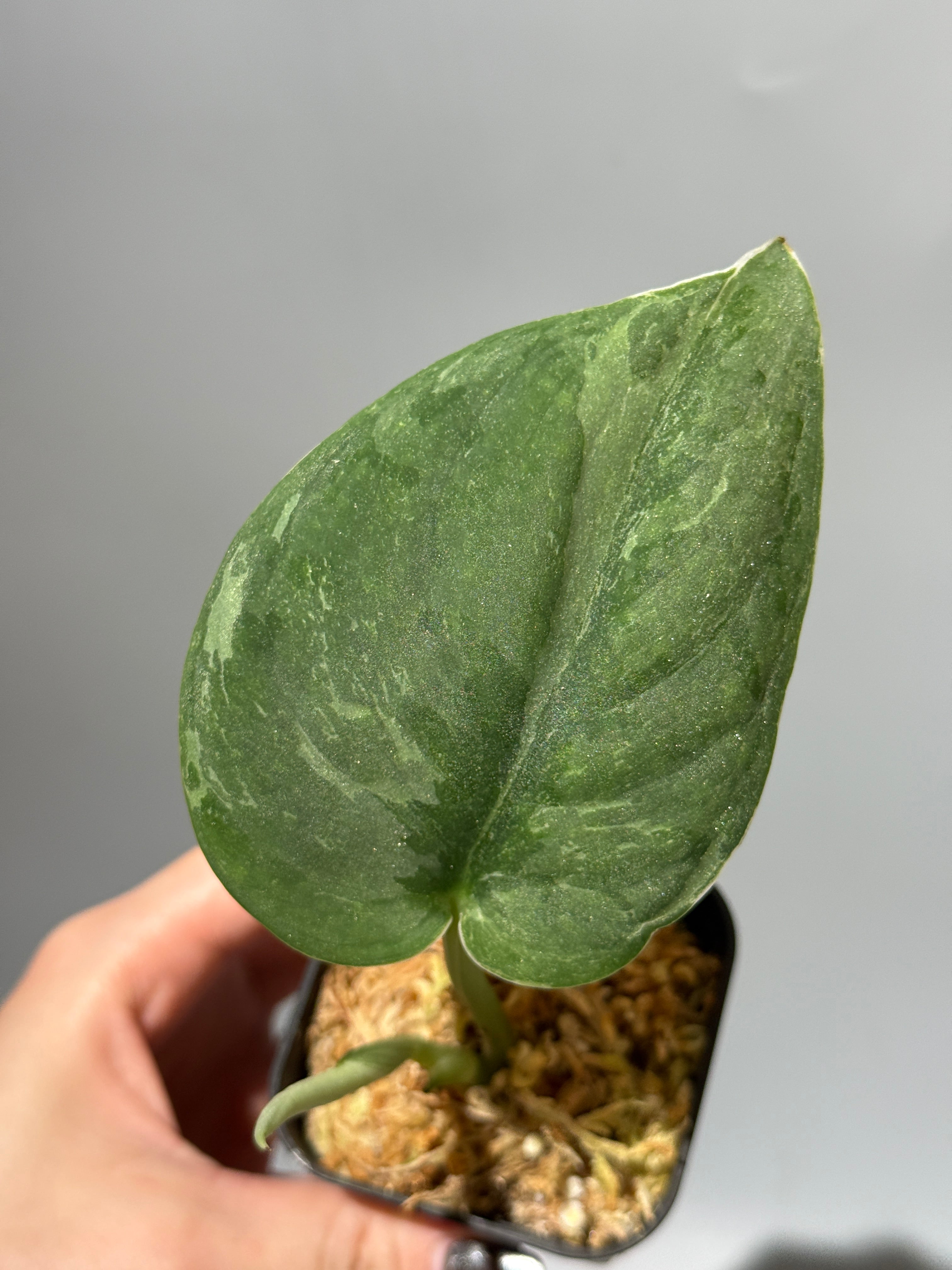 Nakayama Plants公式オンラインストア｜スキンダプサス専門店