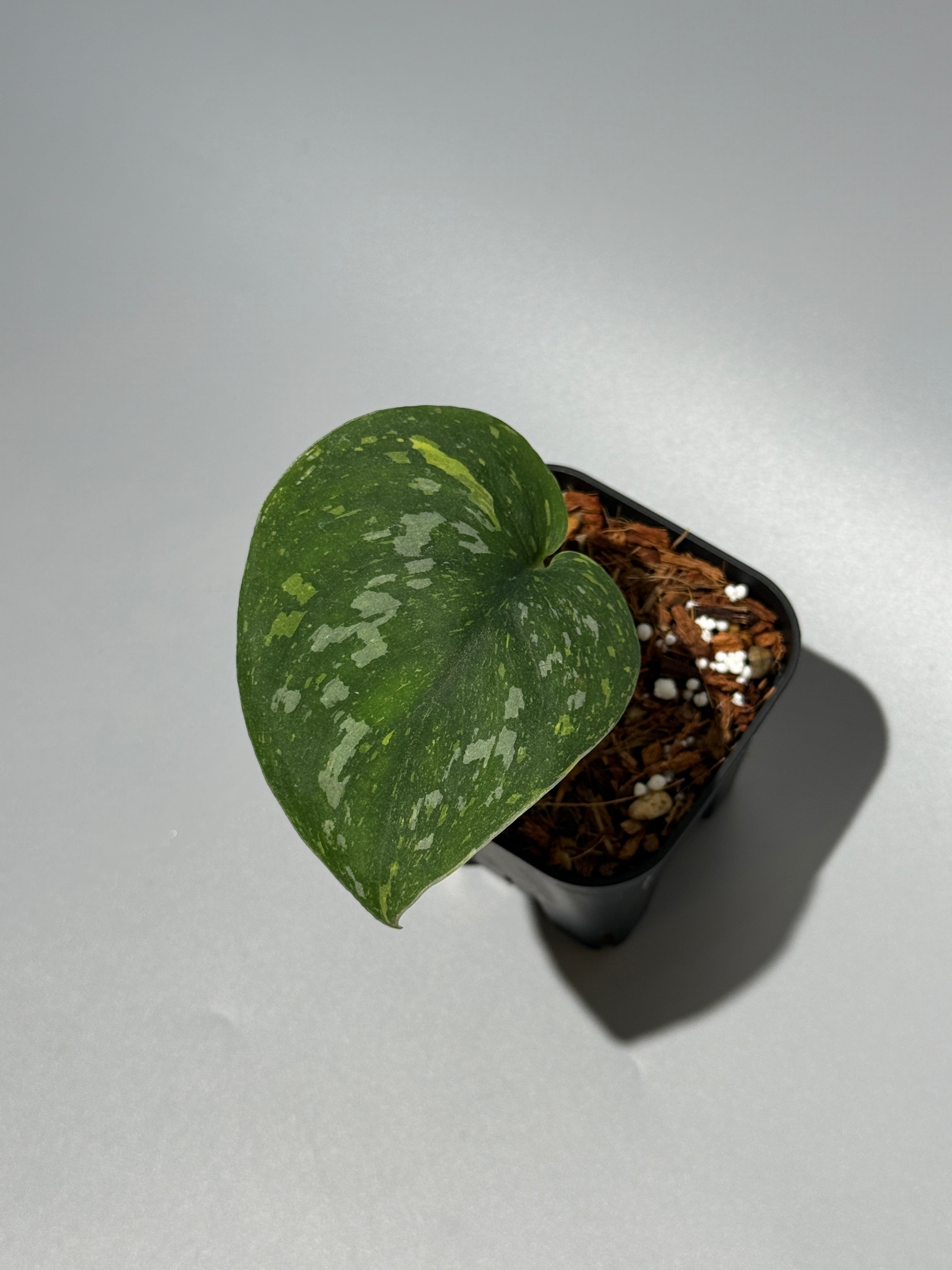 All Plants – Nakayama-Plants