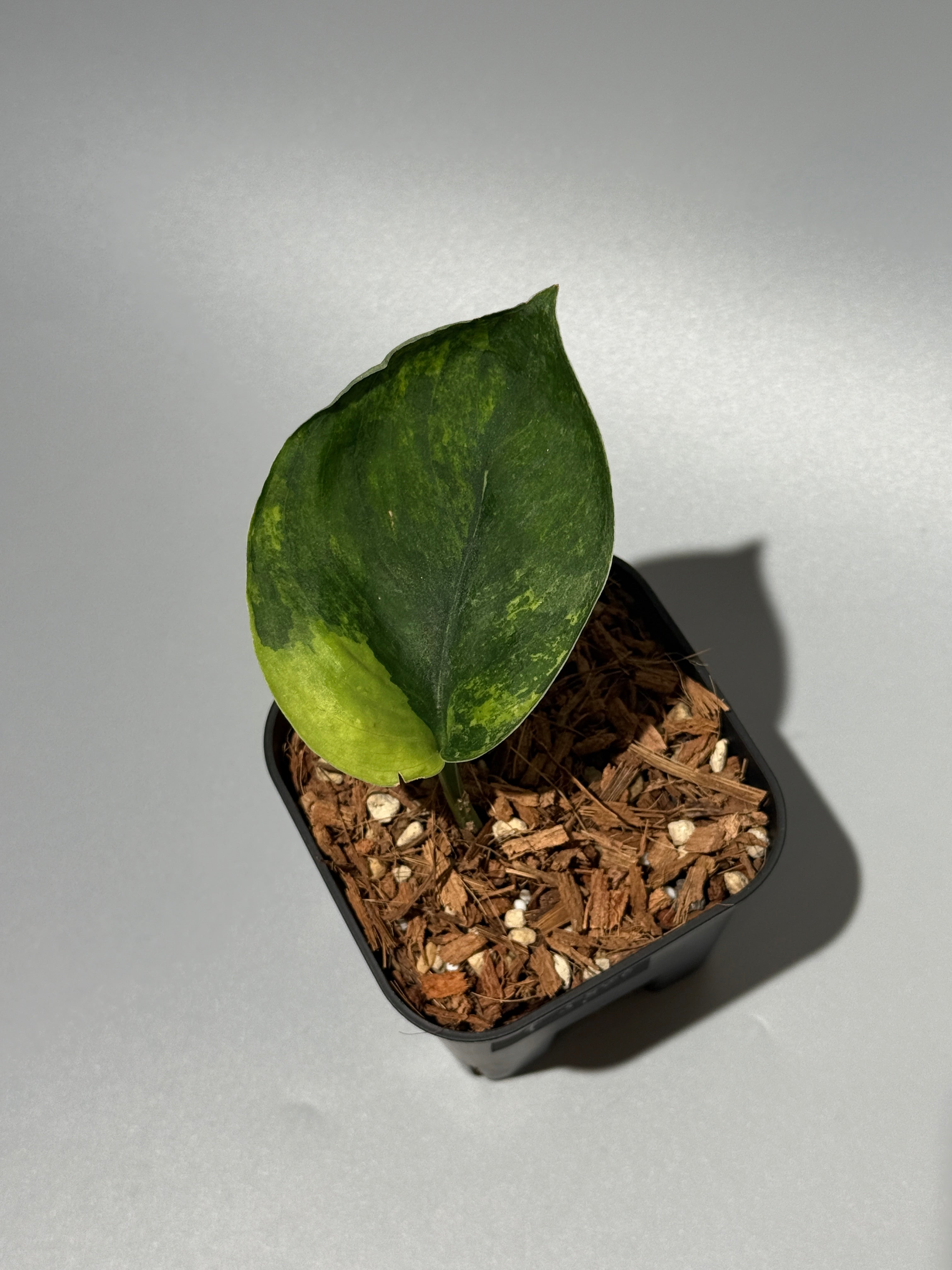 All Plants – Page 2 – Nakayama-Plants