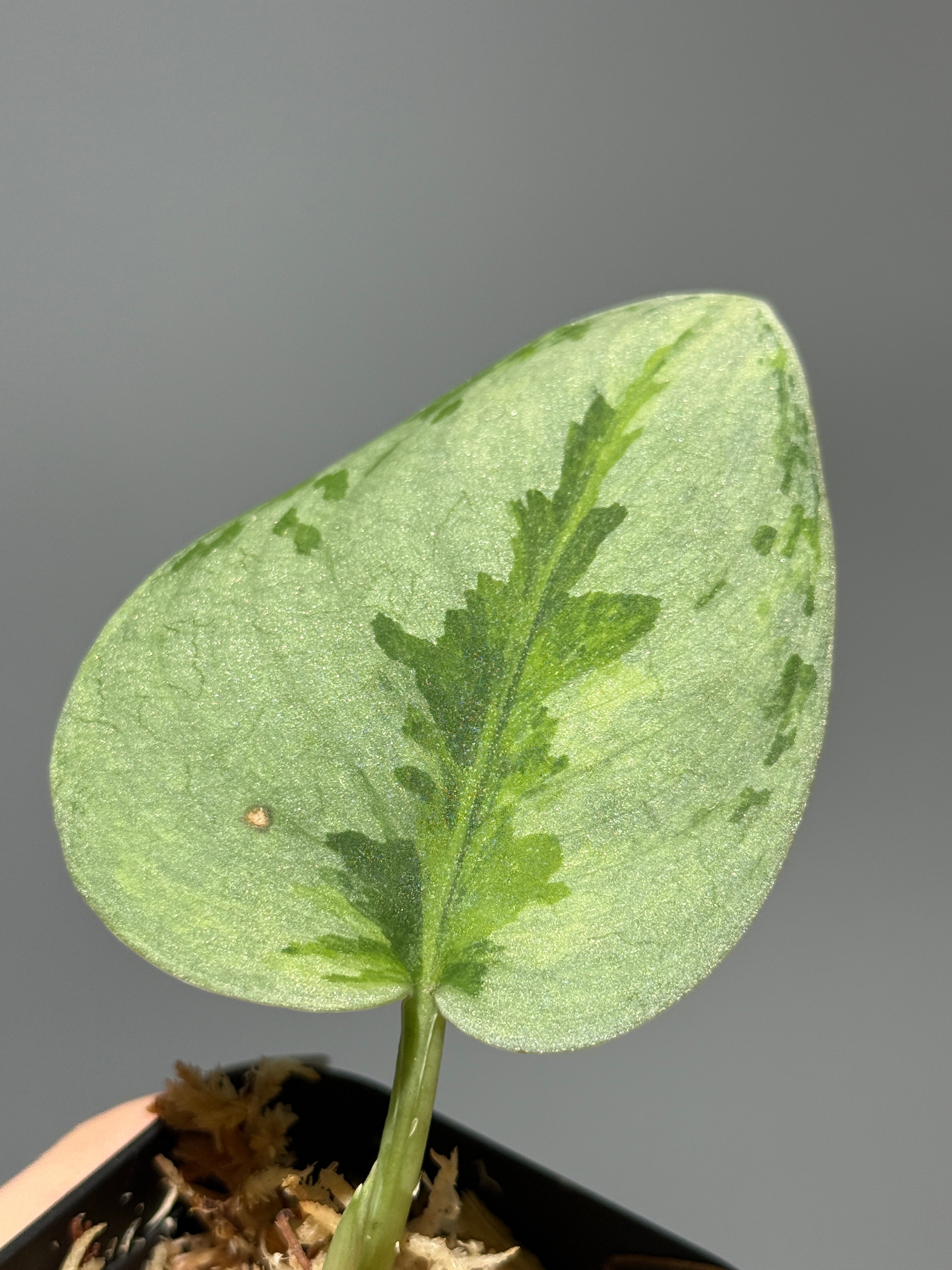 スキンダプサス　綺麗な斑入り　セットH3 楽天市場】スキンダプサス（花・観葉植物｜花・ガーデン・DIY）の通販