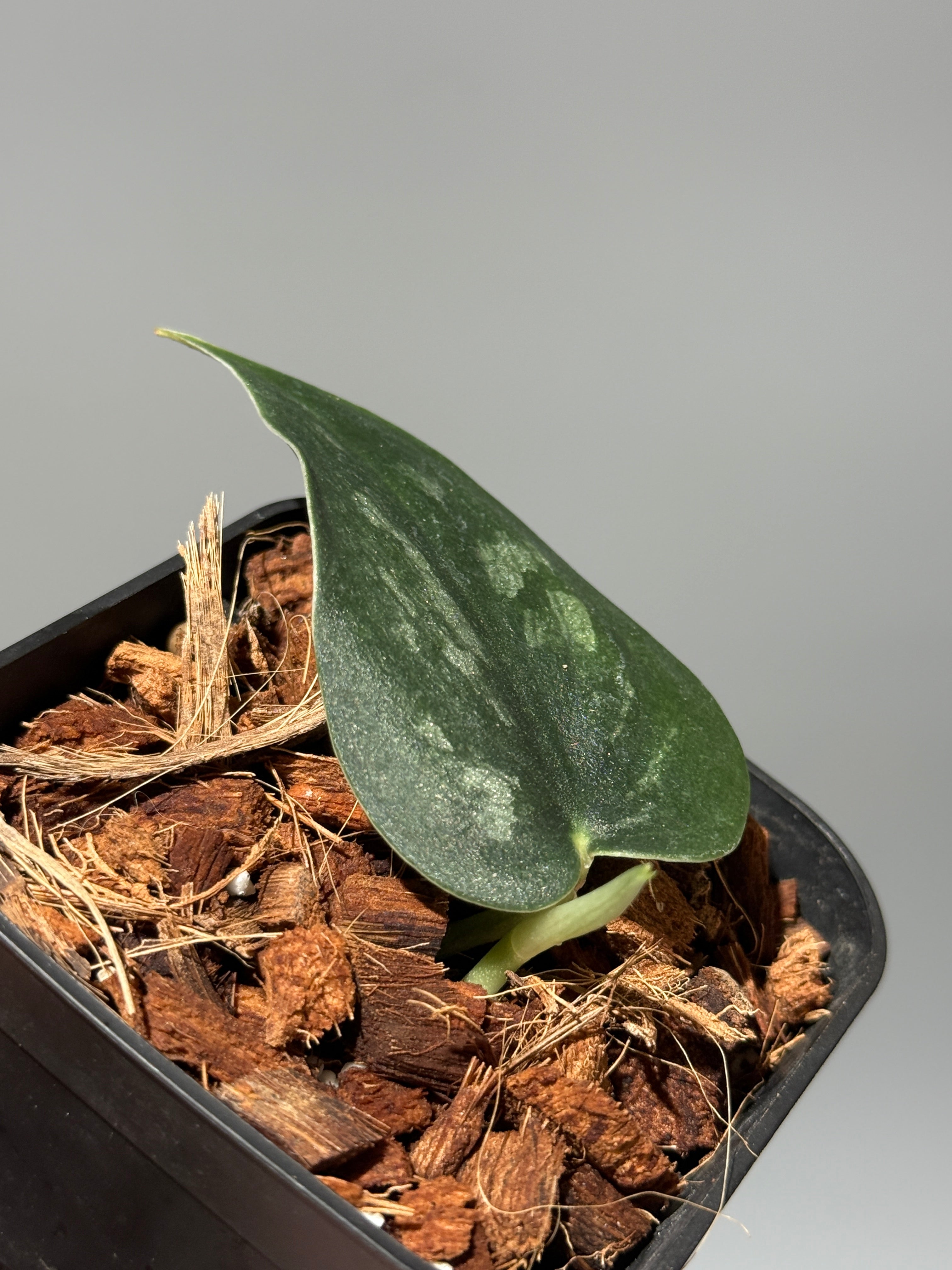 All Plants – Page 2 – Nakayama-Plants