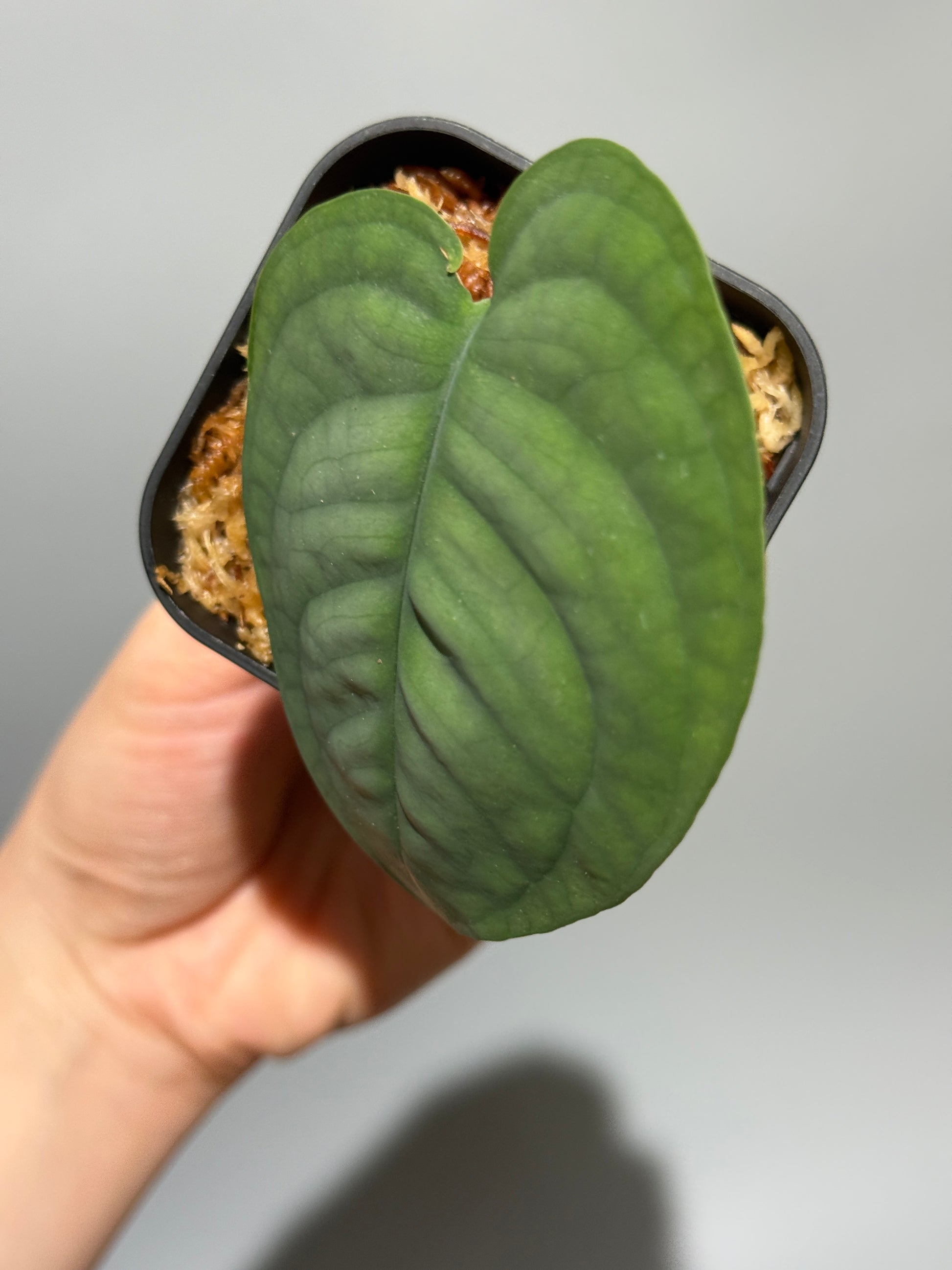 スキンダプサス ルーセンス  / Scindapsus Lucens  (1)