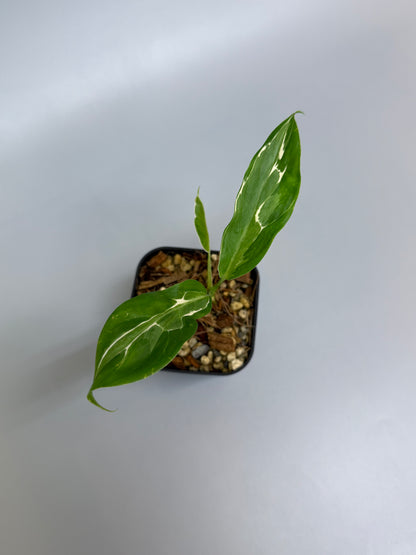 スキンダプサス リップスティック / Scindapsus Lipstick (1)