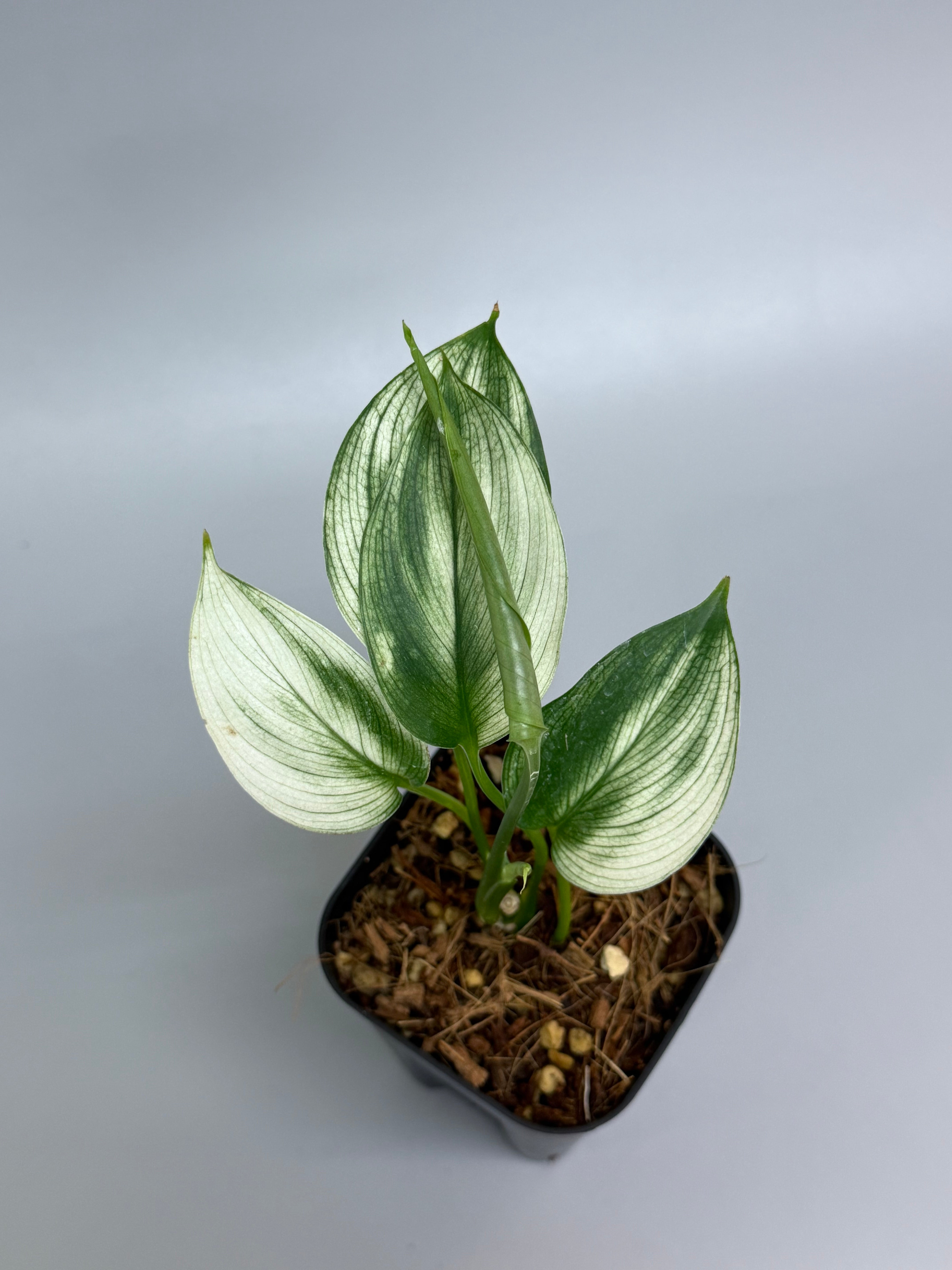 商品 – Page 7 – Nakayama-Plants