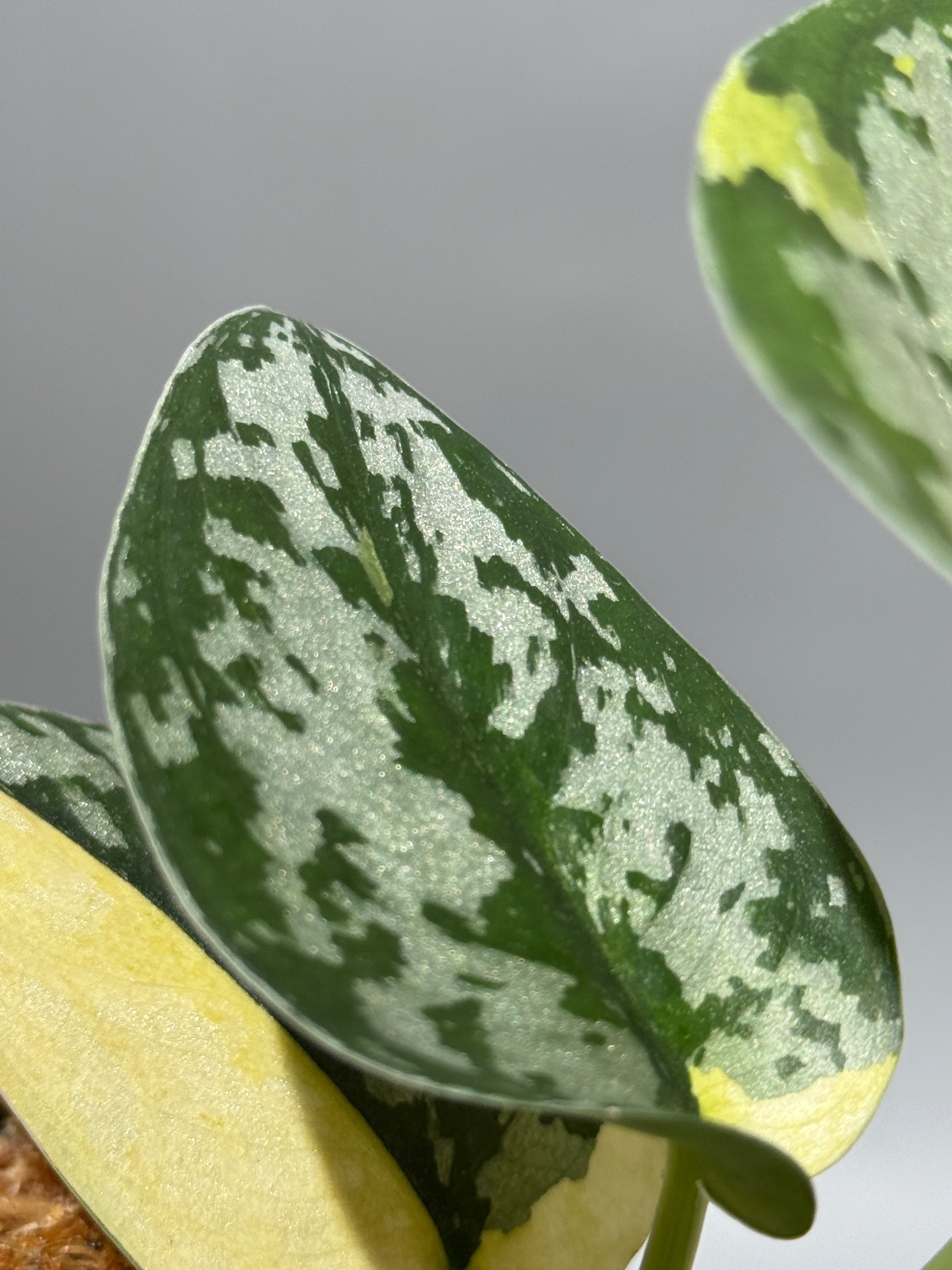 スキンダプサス マハリカ / Scindapsus maharlika (1) – Nakayama-Plants