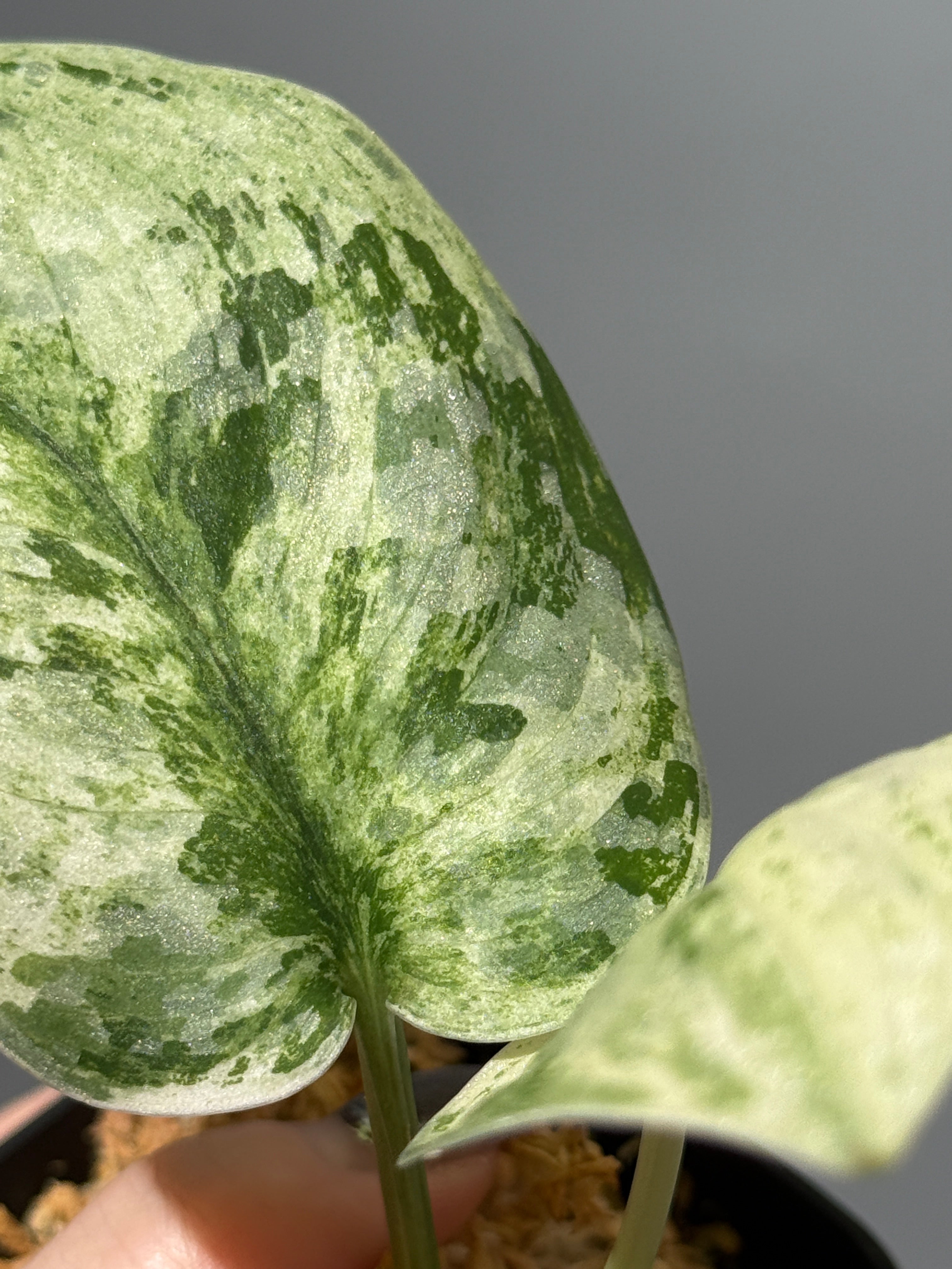 All Plants – Page 2 – Nakayama-Plants